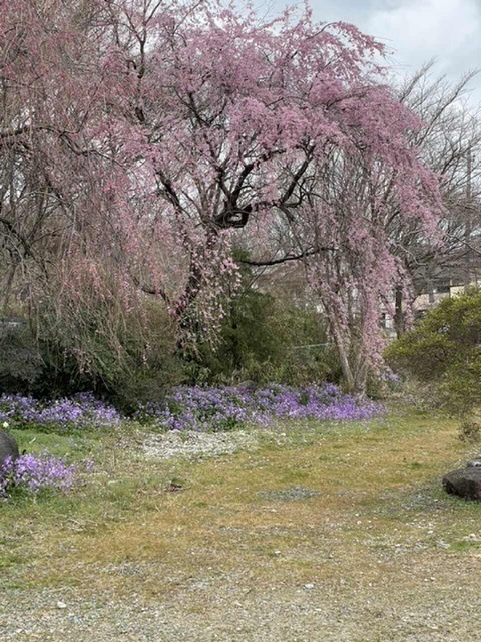 オートサイトも花に囲まれてる