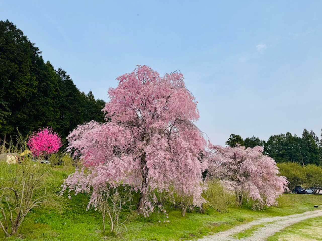 春爛漫