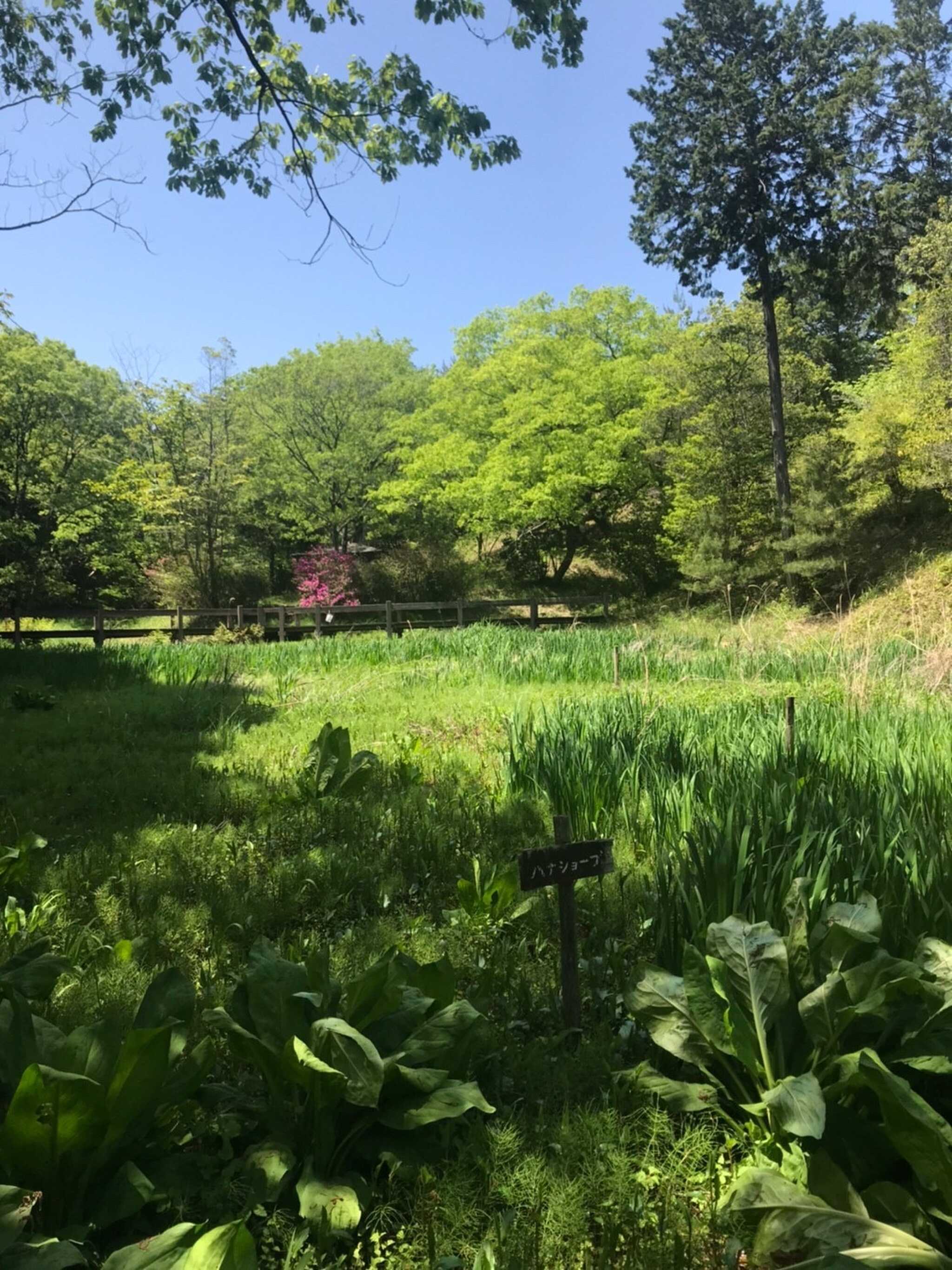 ゲーム中通った池らへん