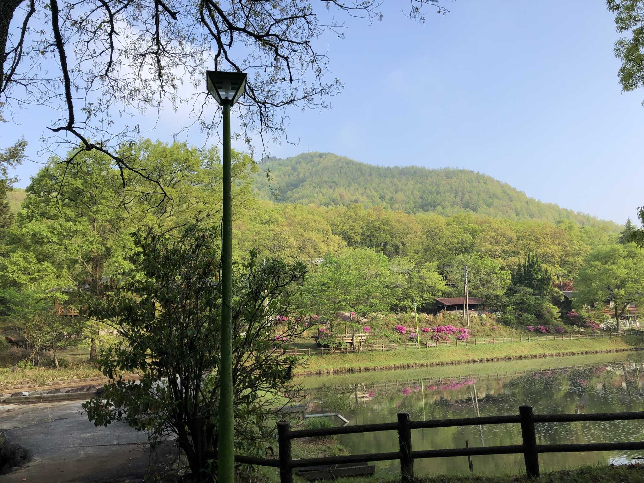 朝