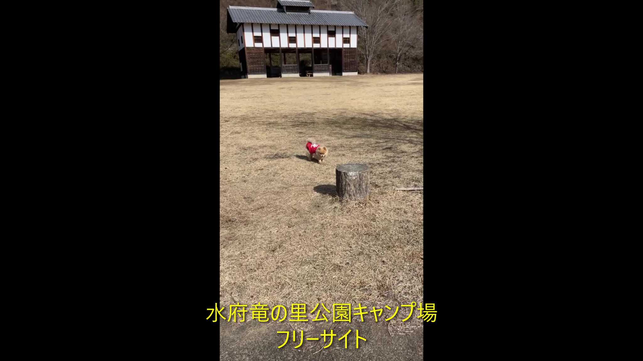 フリーサイト