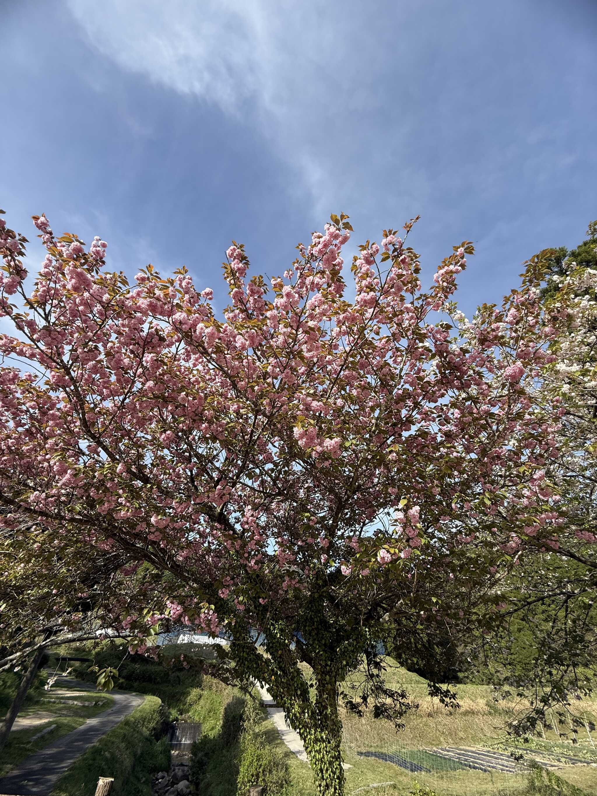八重桜