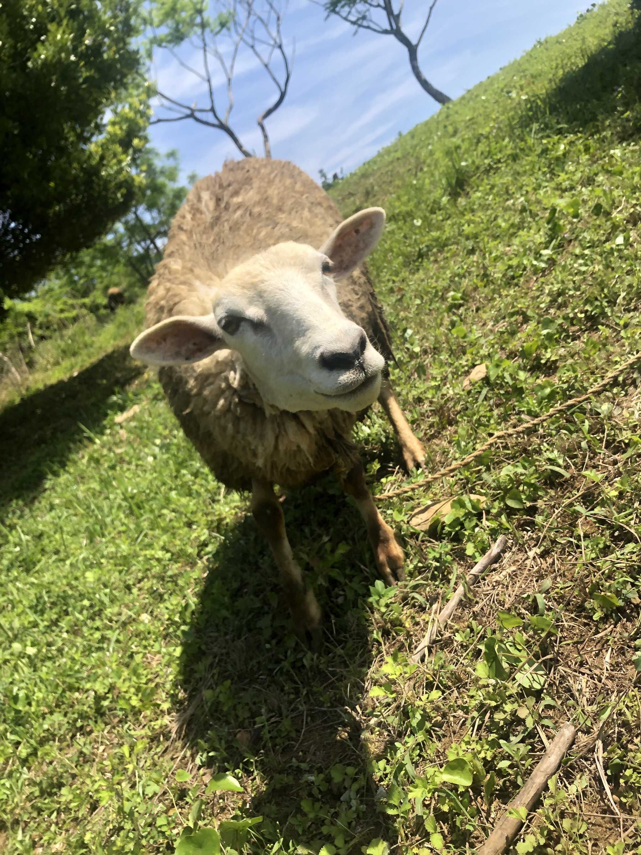 可愛いひつじたにに癒されます!