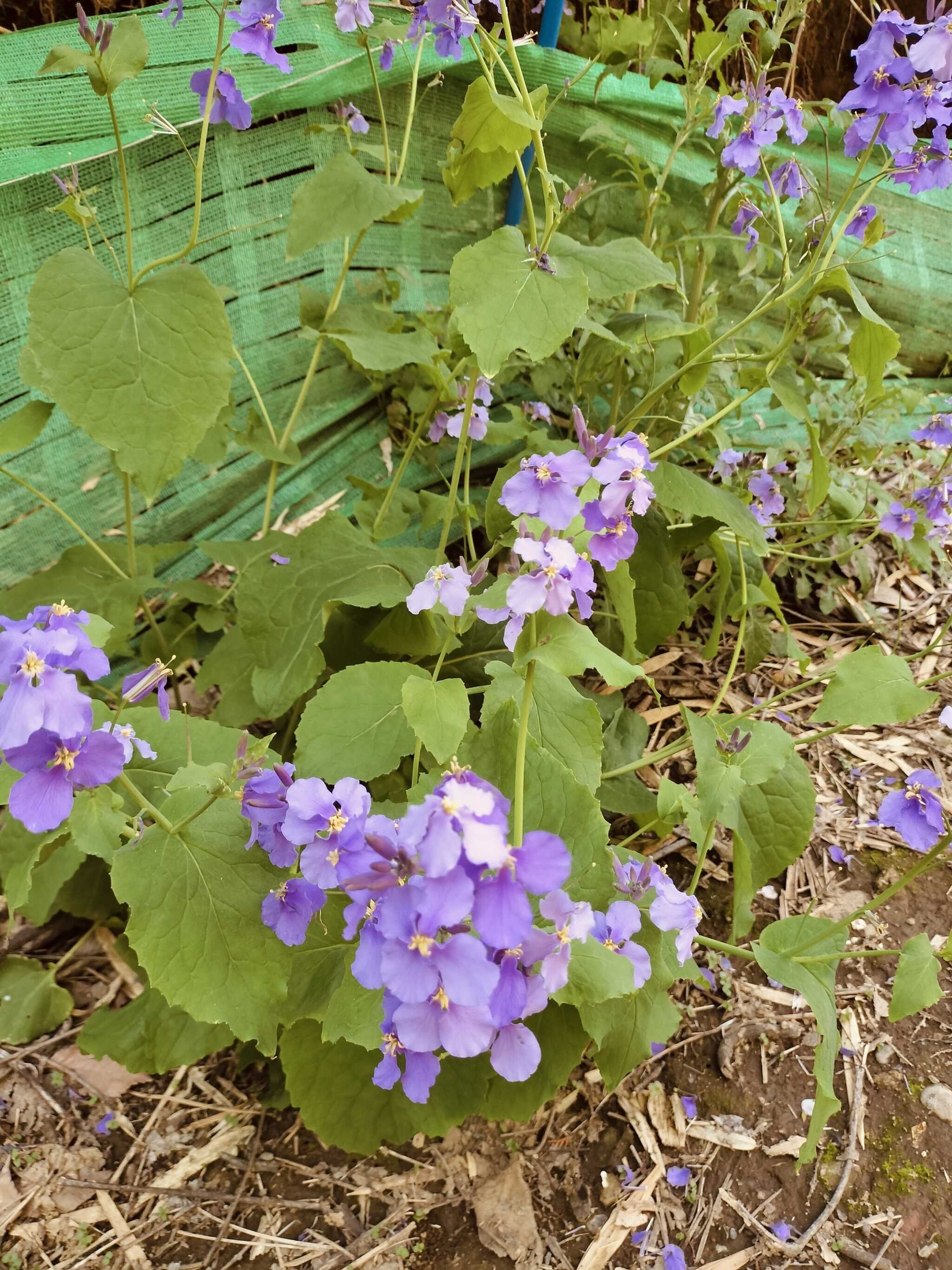 野草きれいです。