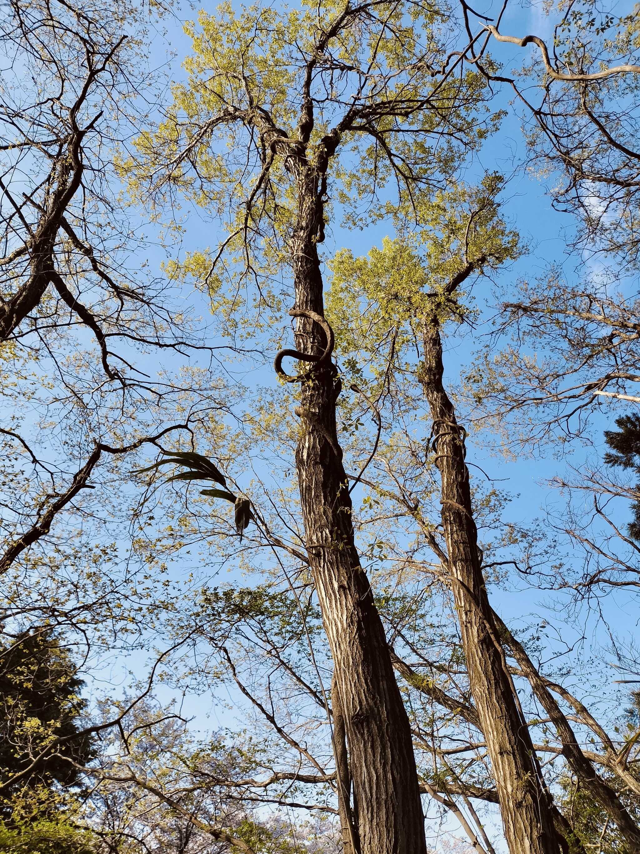 桜の木が多いのでお花見キャンプできると思います。