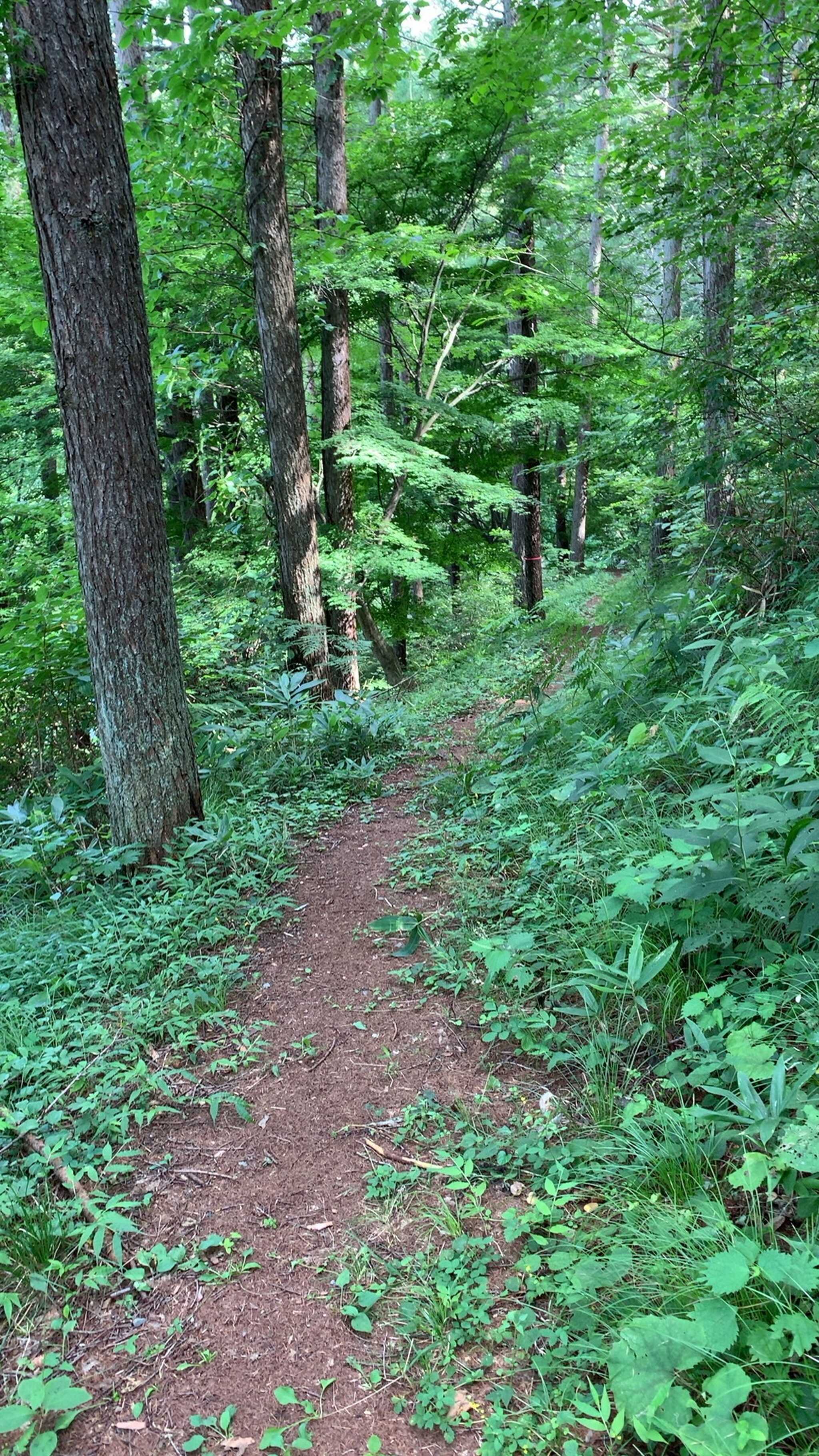 遊歩道