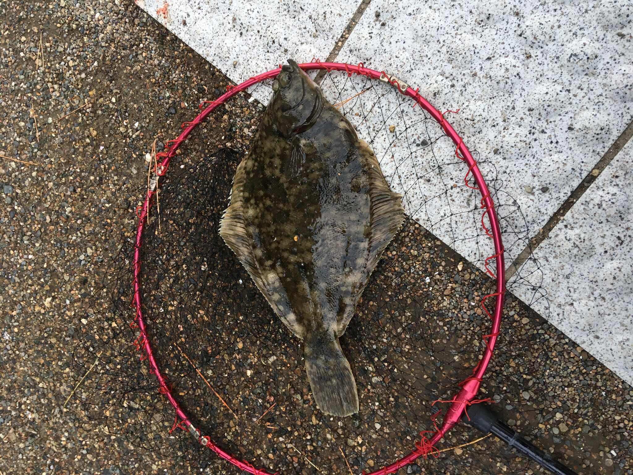 たまにこんな魚も釣れます