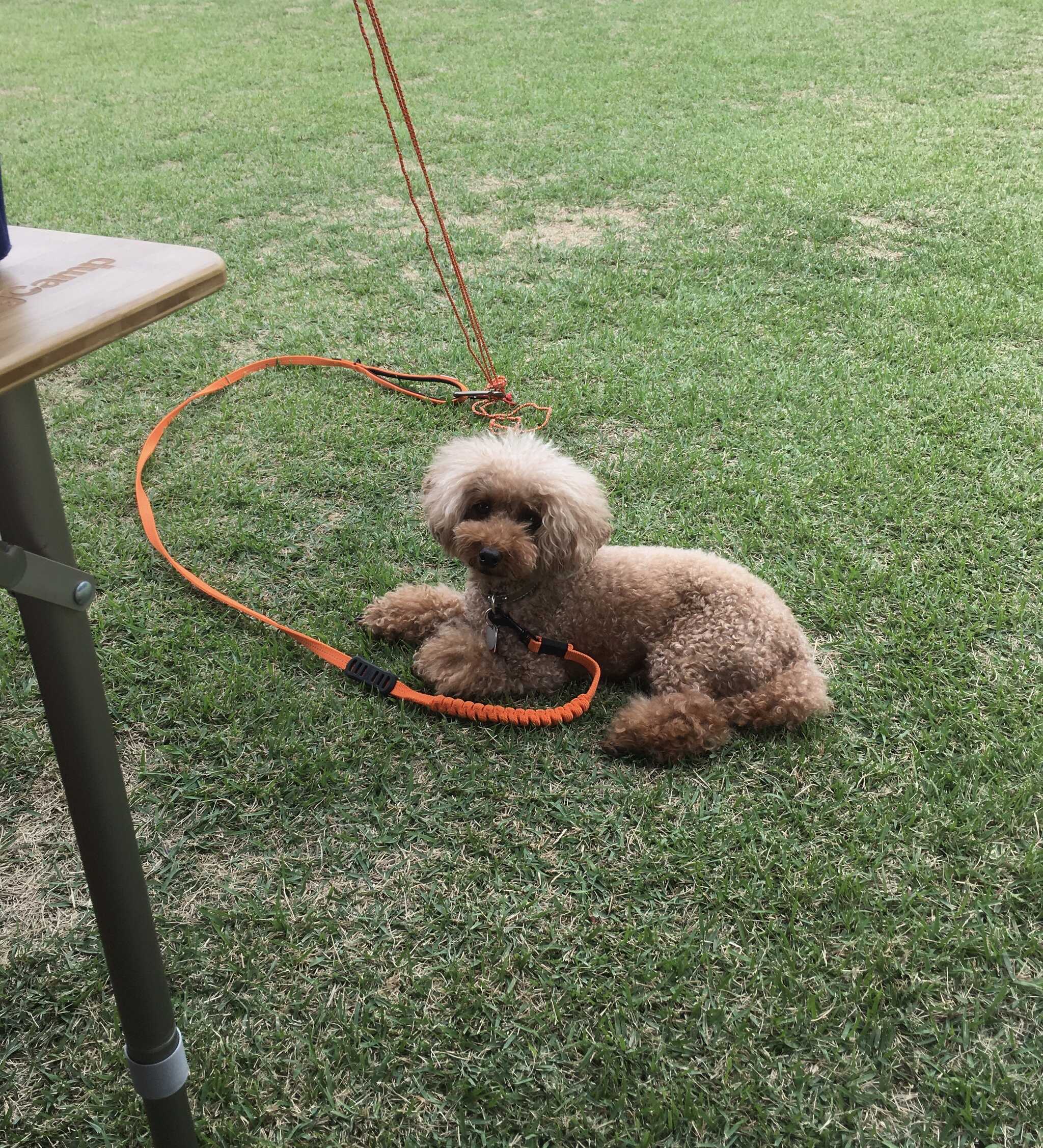 愛犬とのんびり