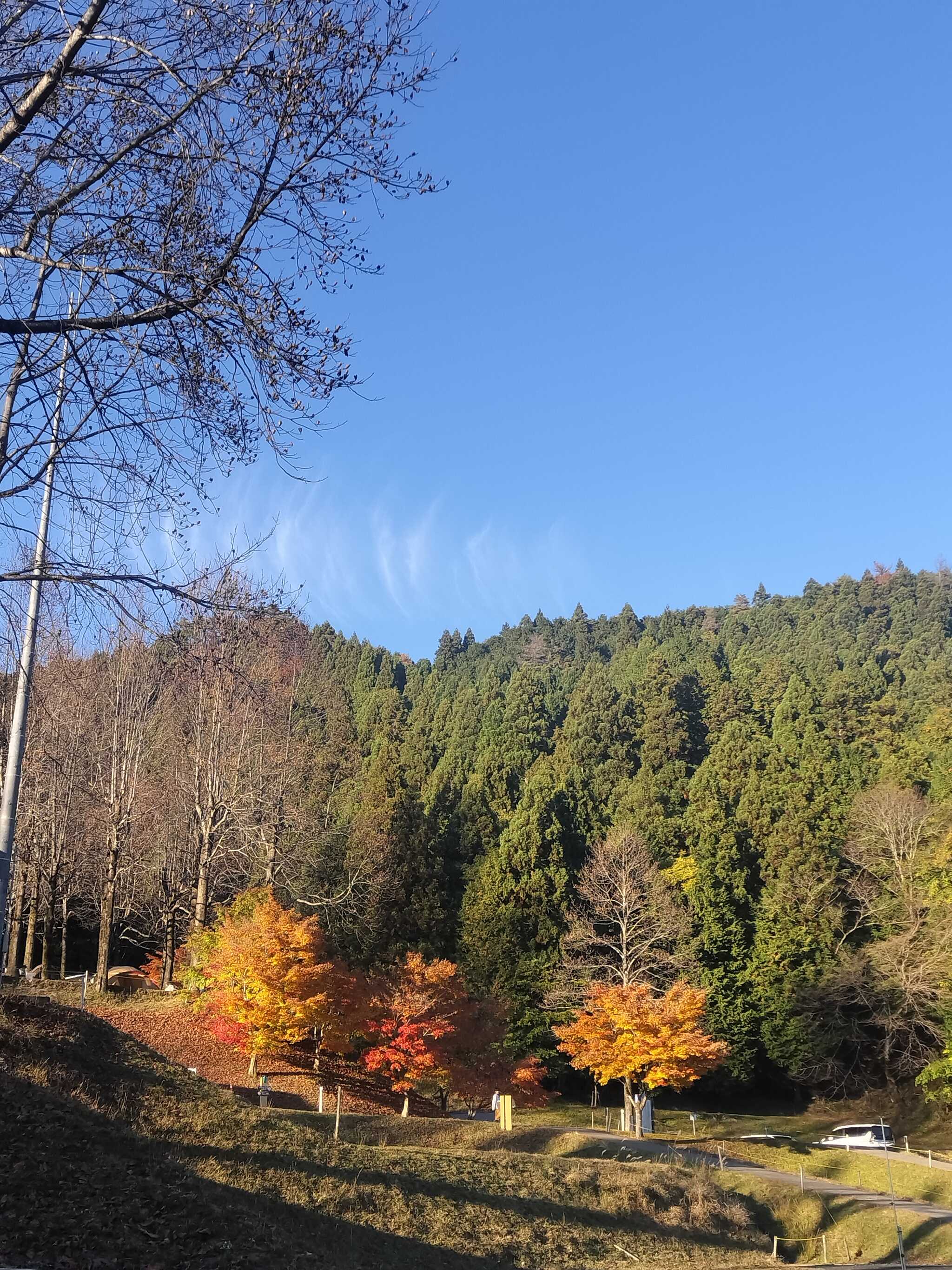 紅葉