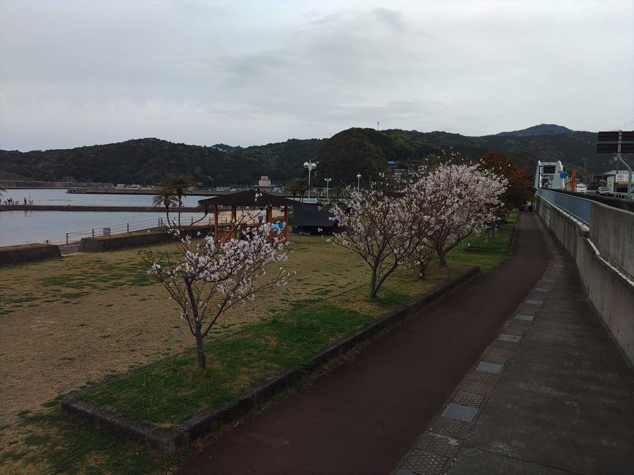 サクラ咲く