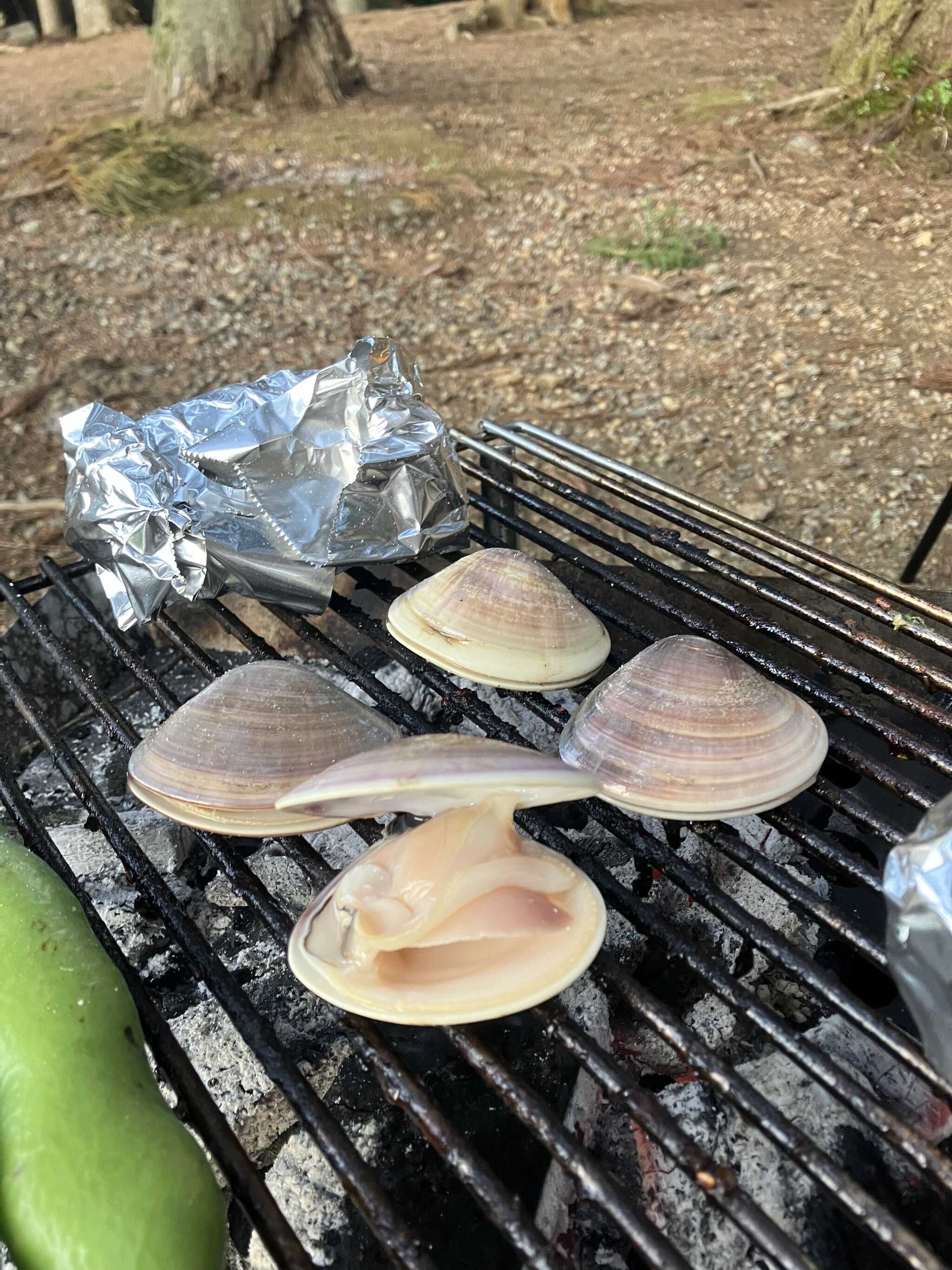 ハマグリ