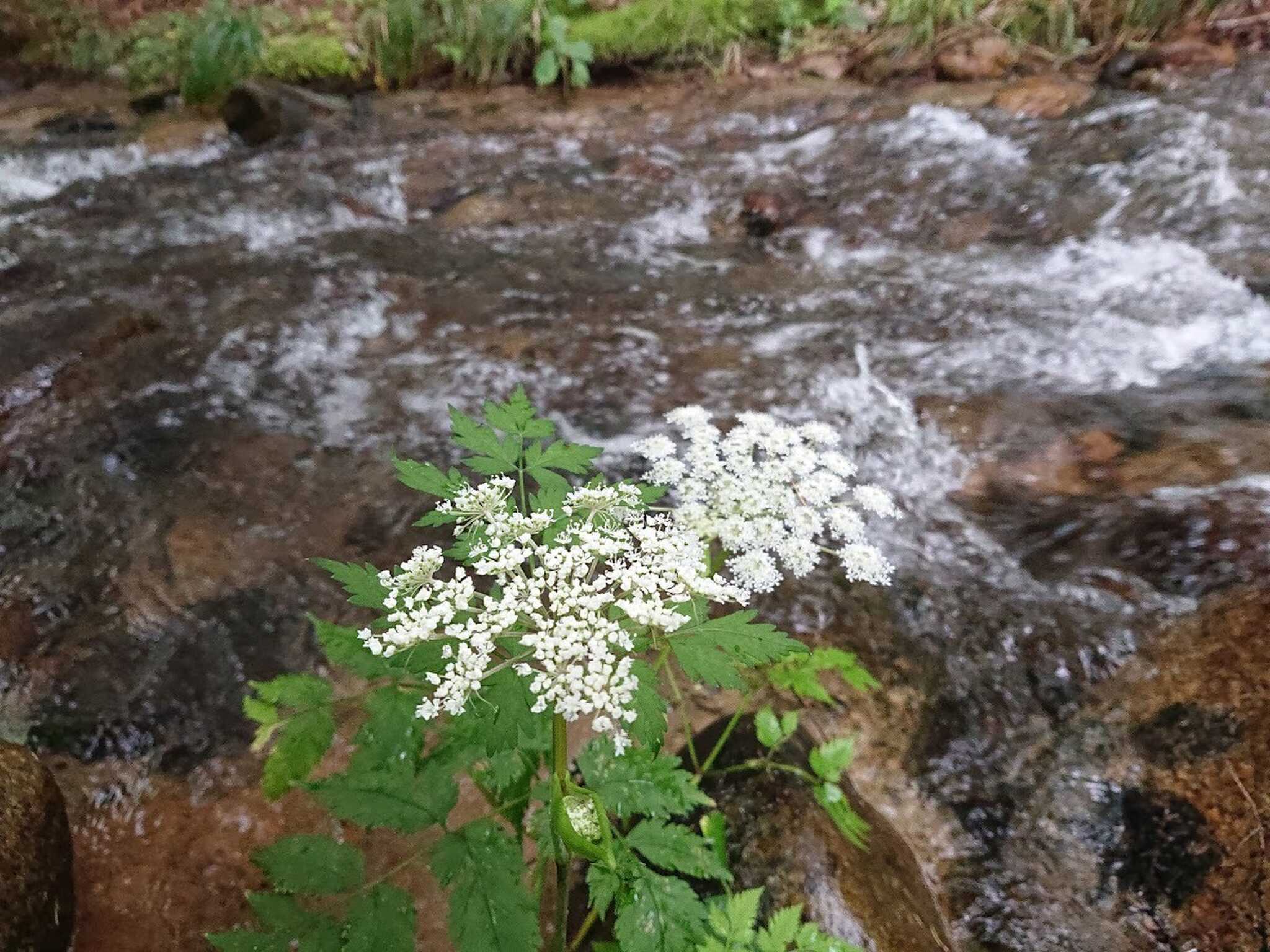 川岸に咲く花