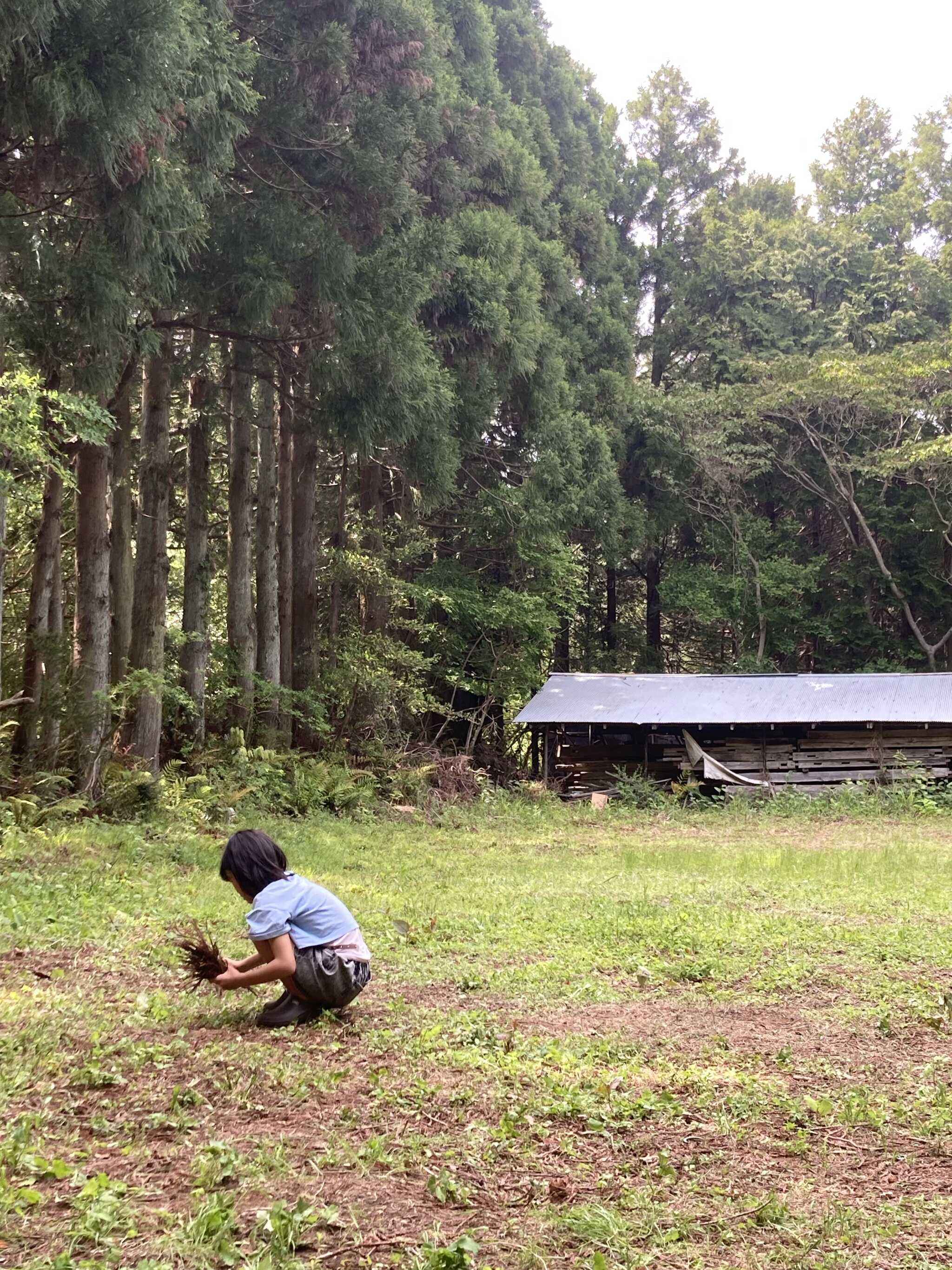 芝生フリーサイト