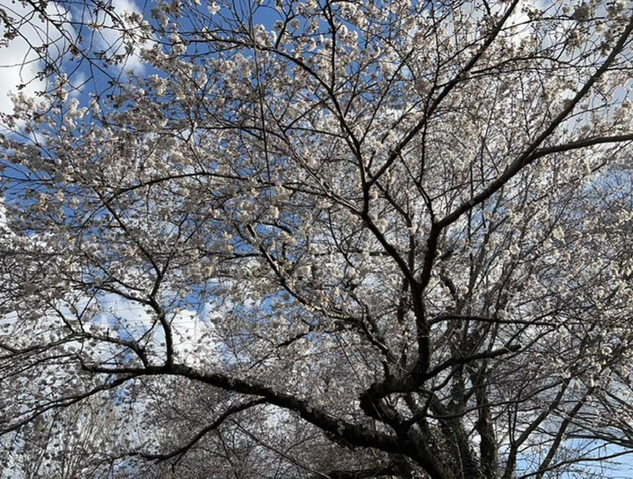 有野実苑オートキャンプ場の写真 5枚目