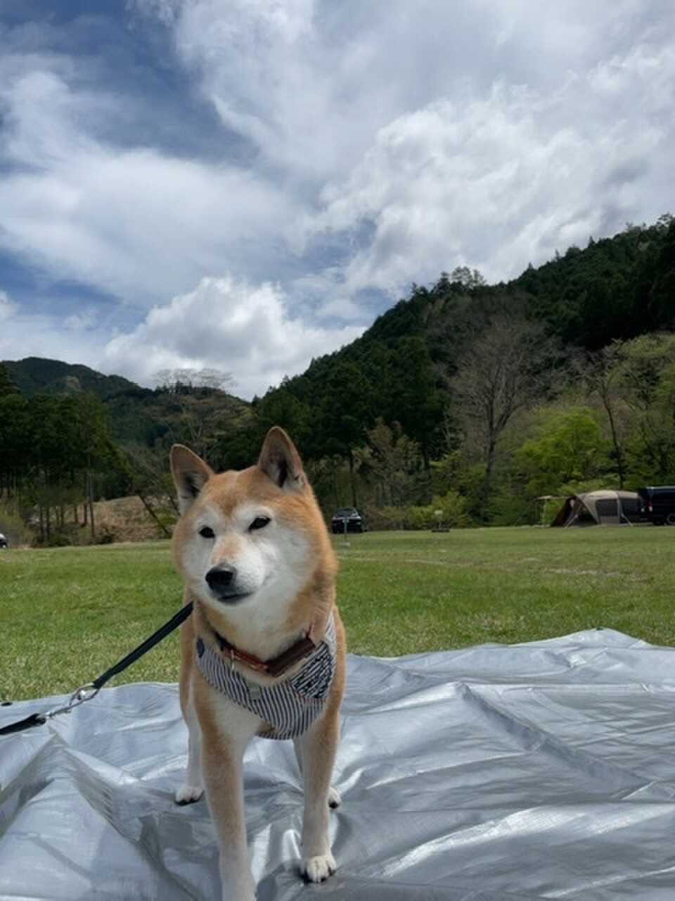柴です。