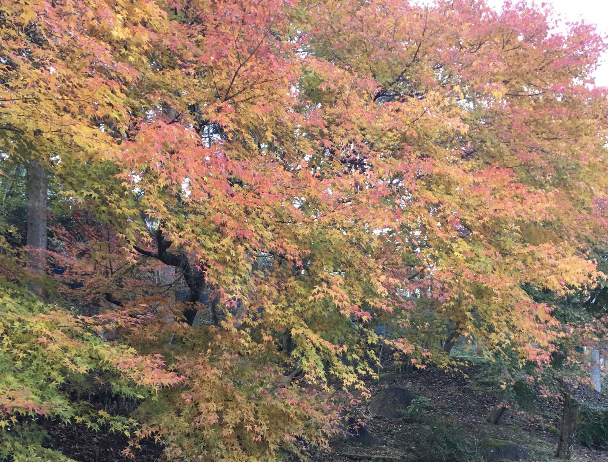 コテージ周辺の紅葉