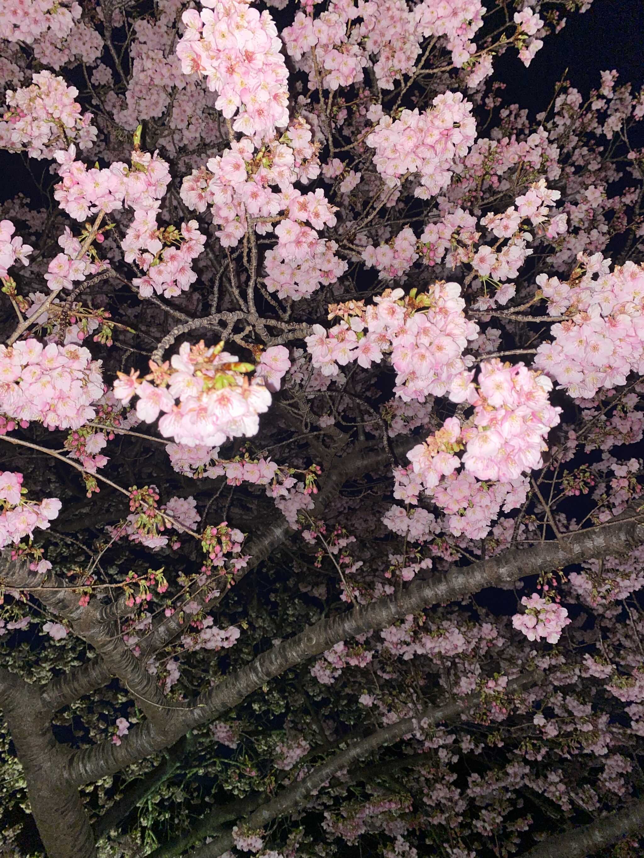 みなみの桜と菜の花まつりの河津桜
