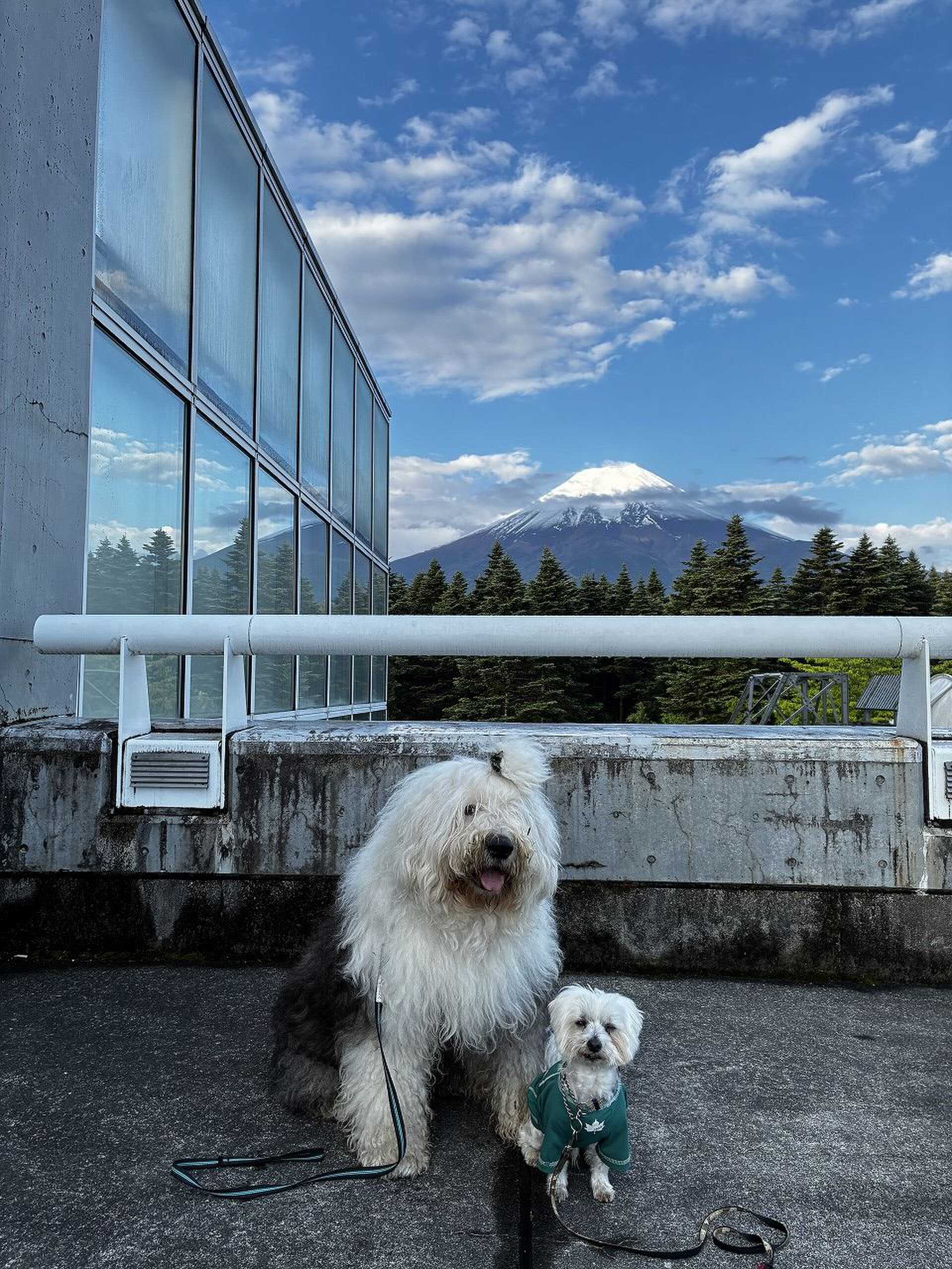 富士山がキレイ