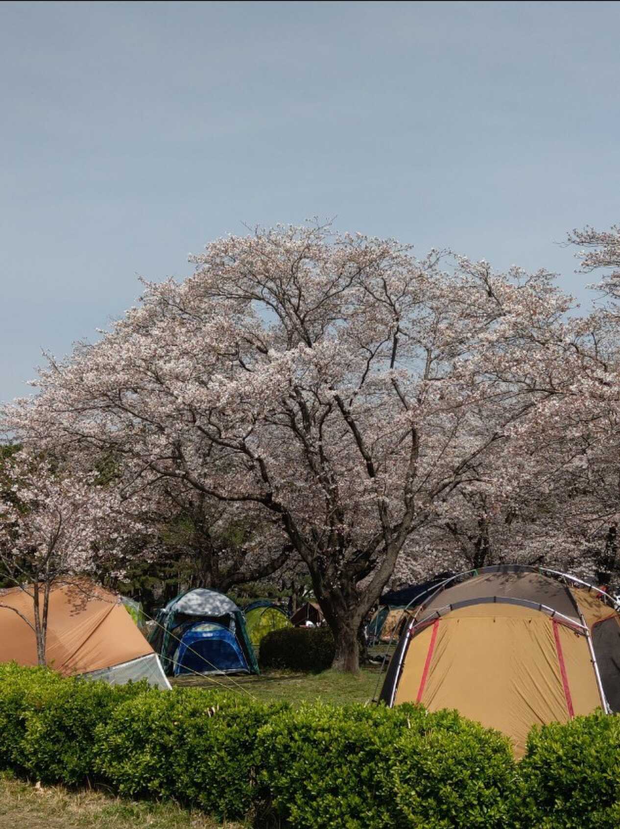 花見。