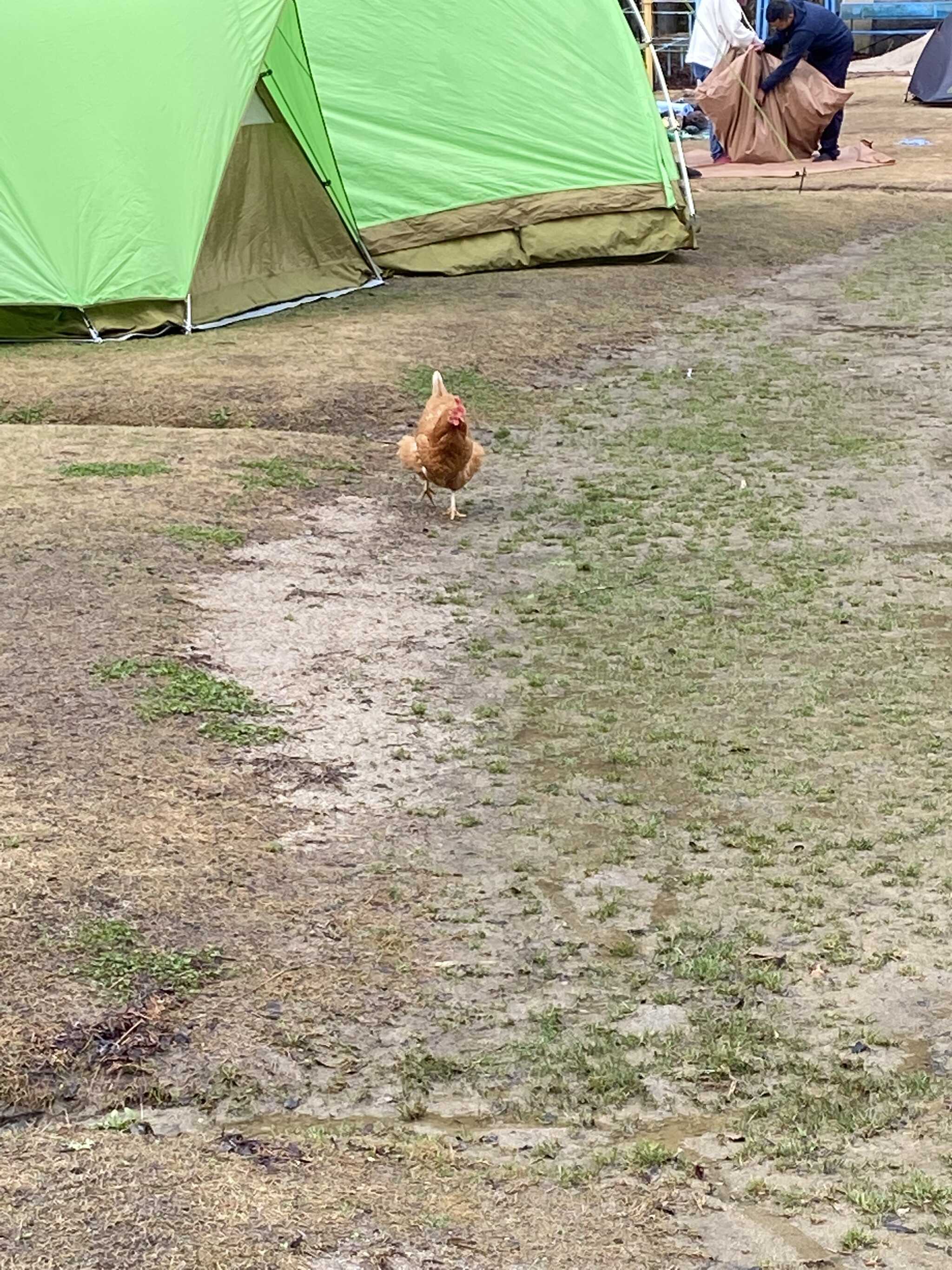 ニワトリ散歩