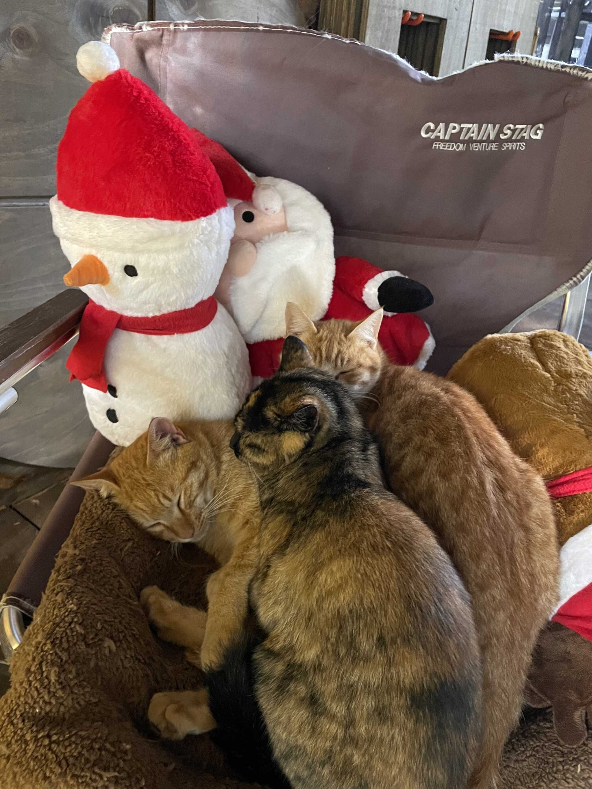 猫もぬくぬく。