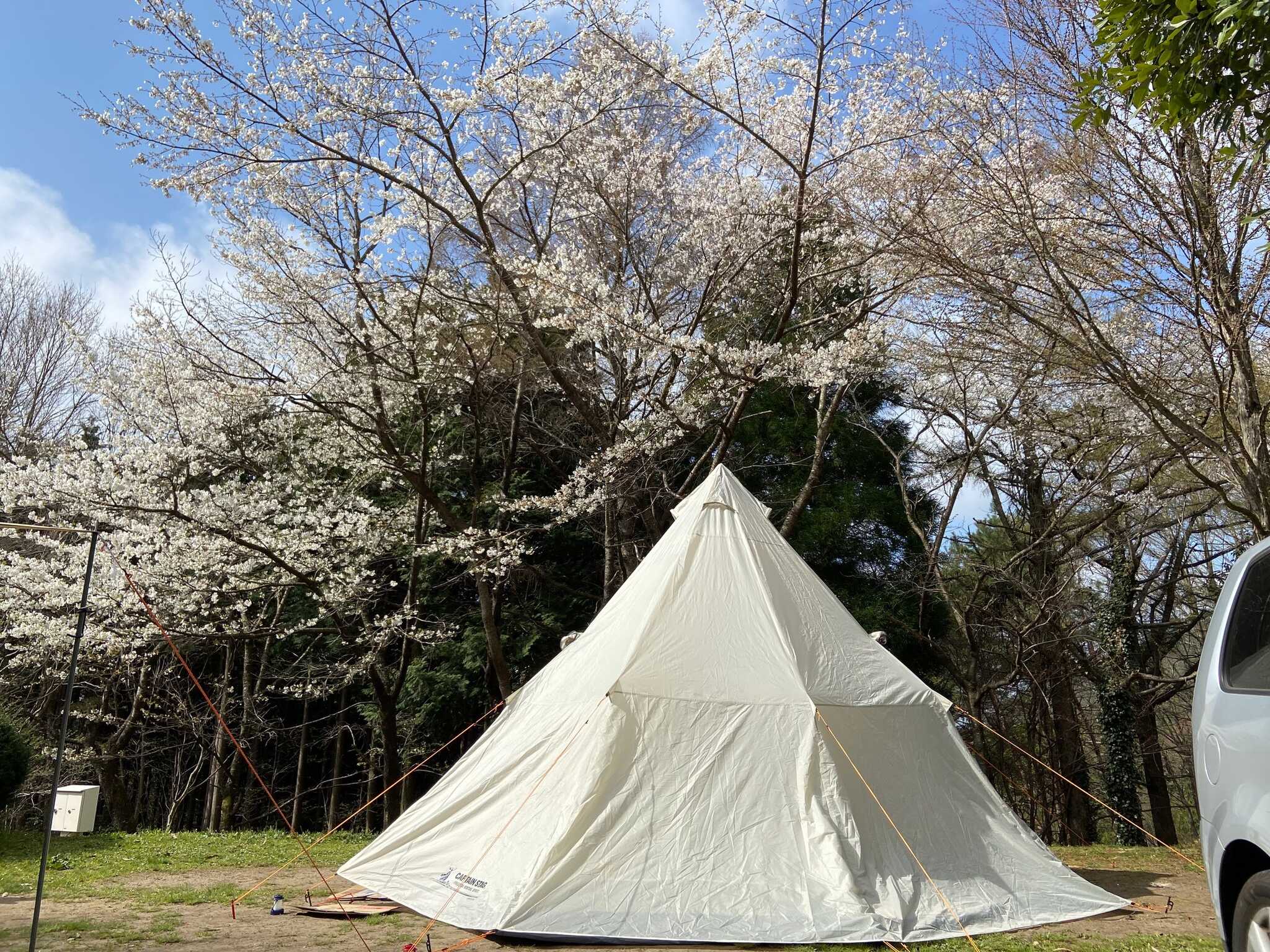 サイト後方の桜が満開!花見キャンプサイコー!!