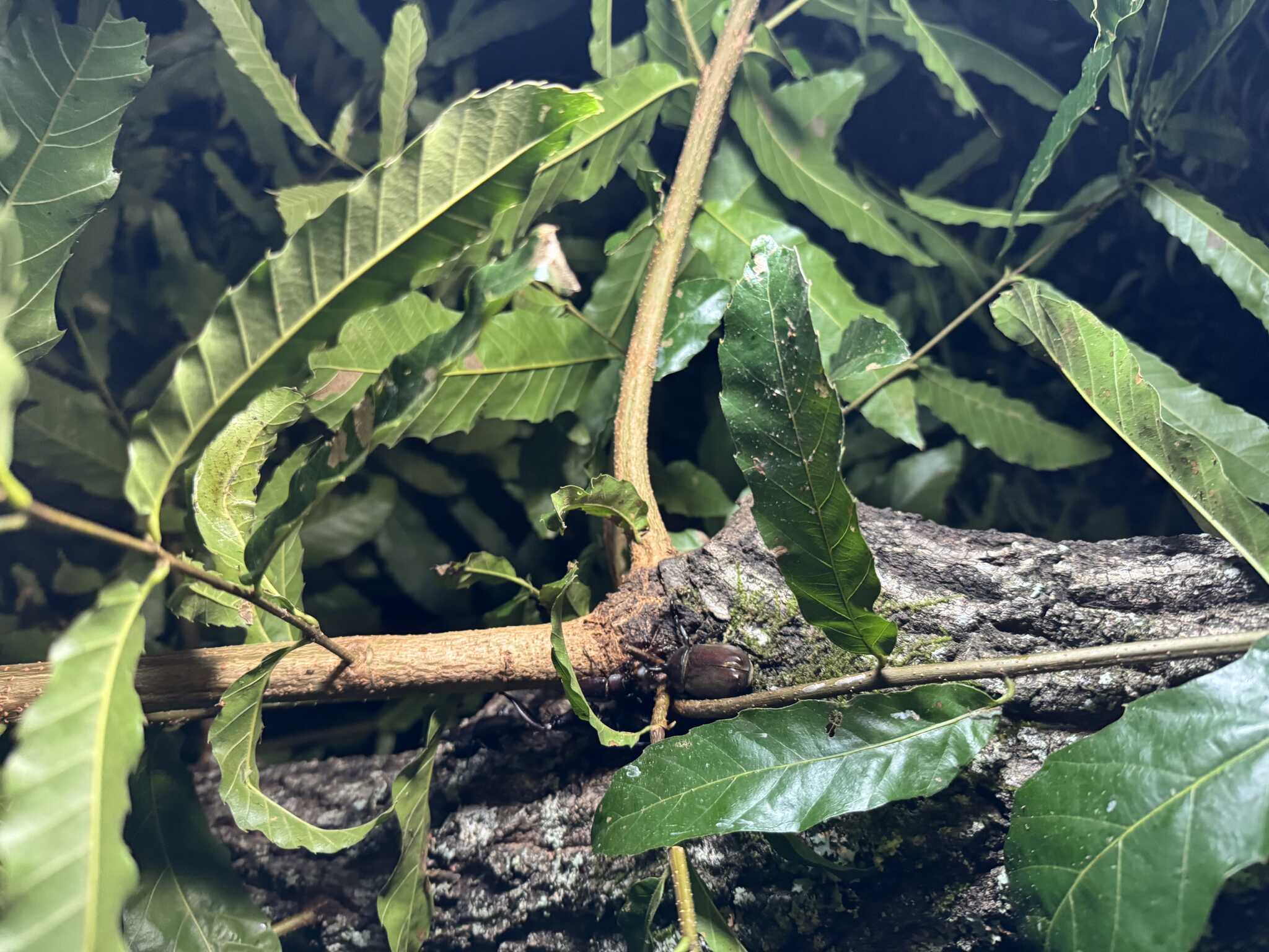 クワガタムシやカブトムシがたくさんいます