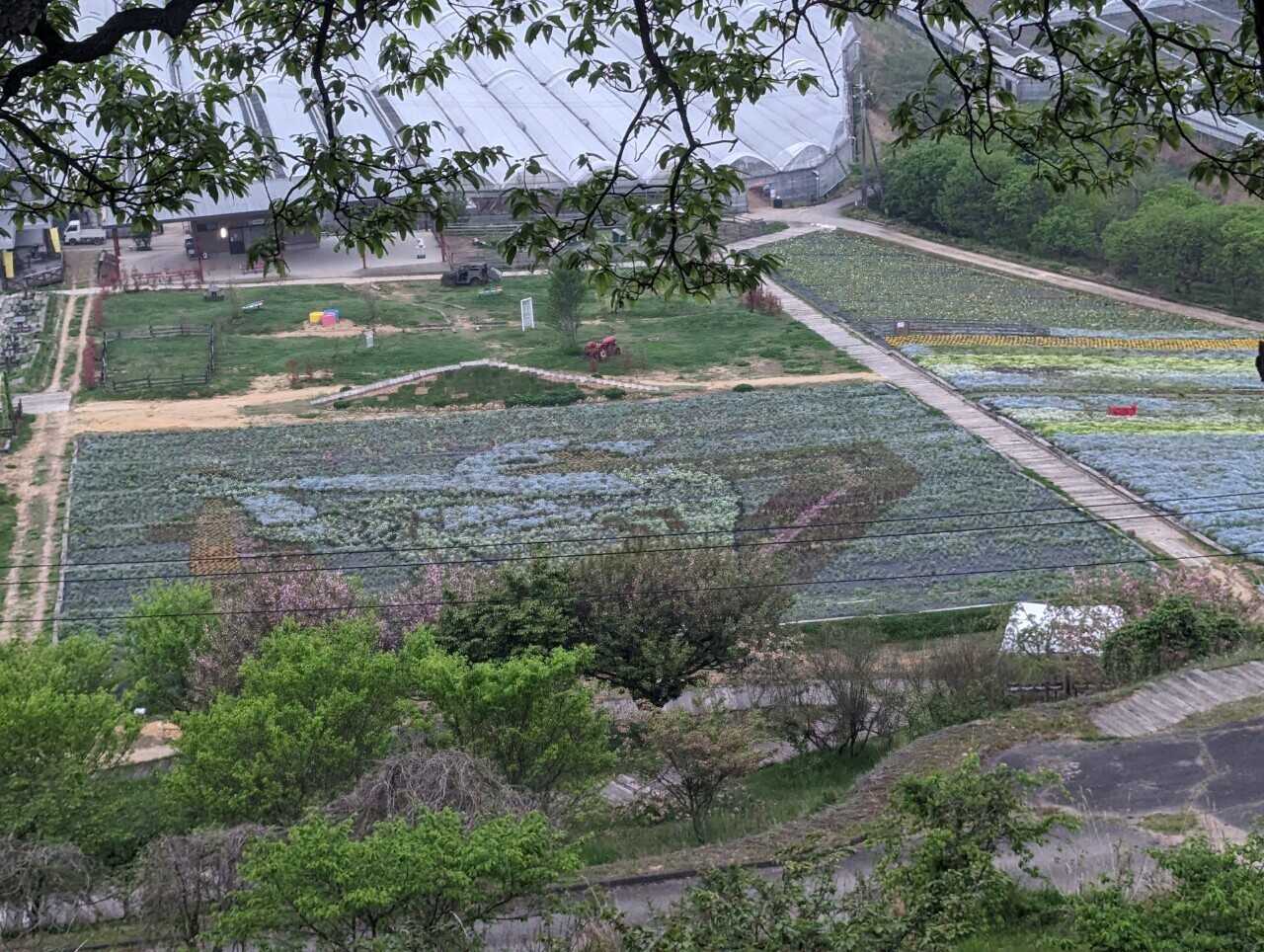 お花畑