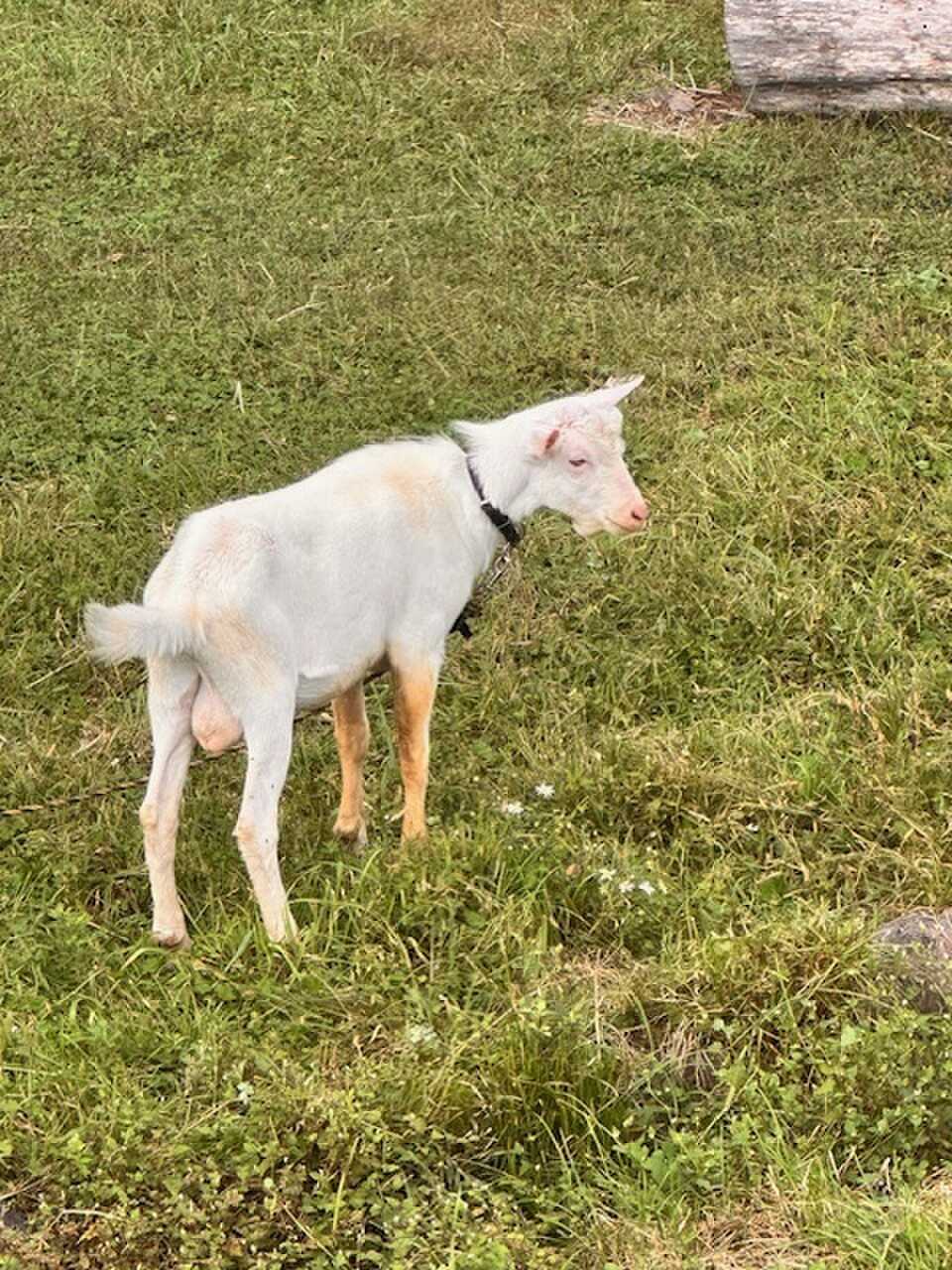 近くのソーセージ屋さんで飼ってるgoat