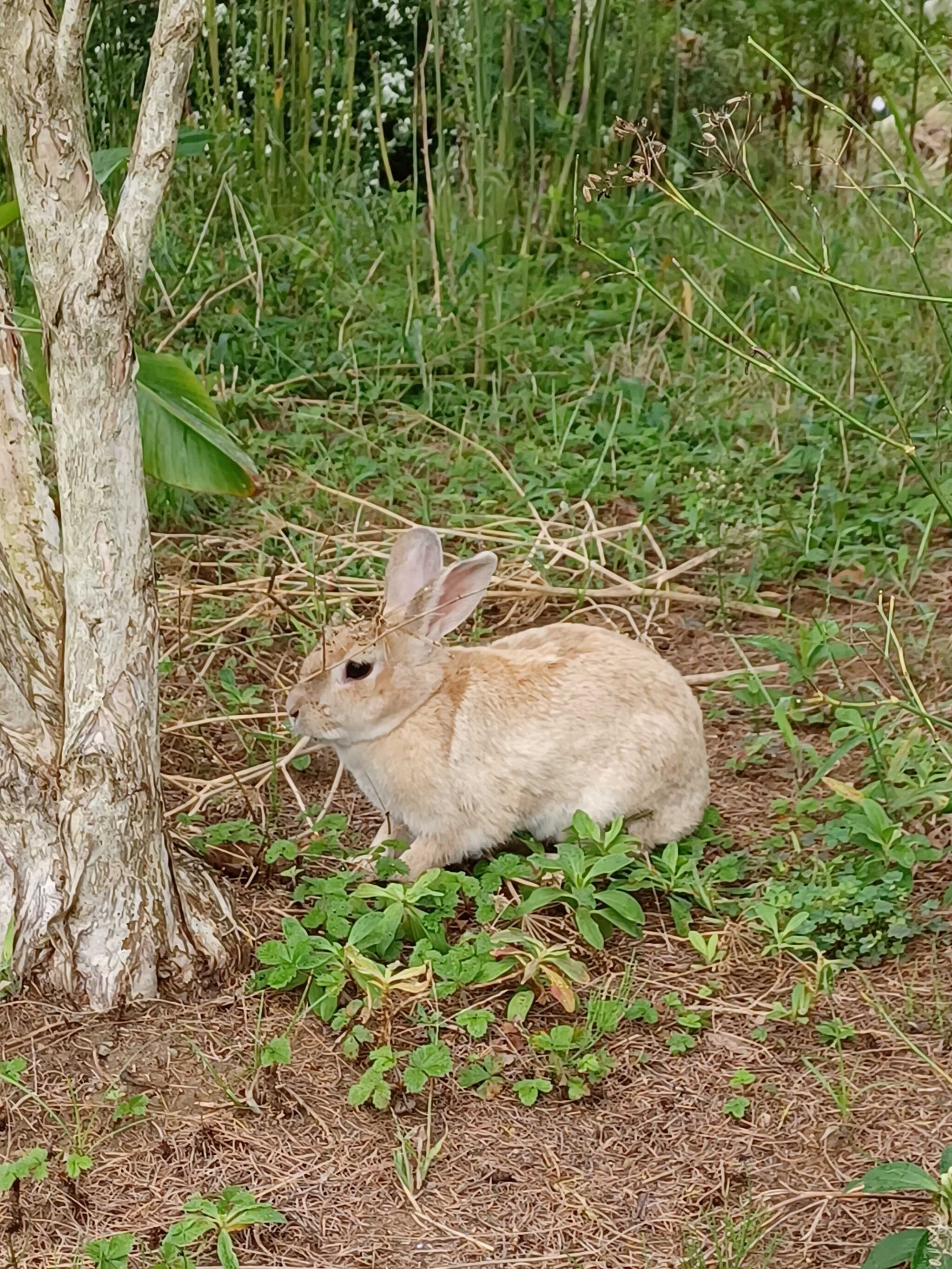 ハーブ園にいるウサギ