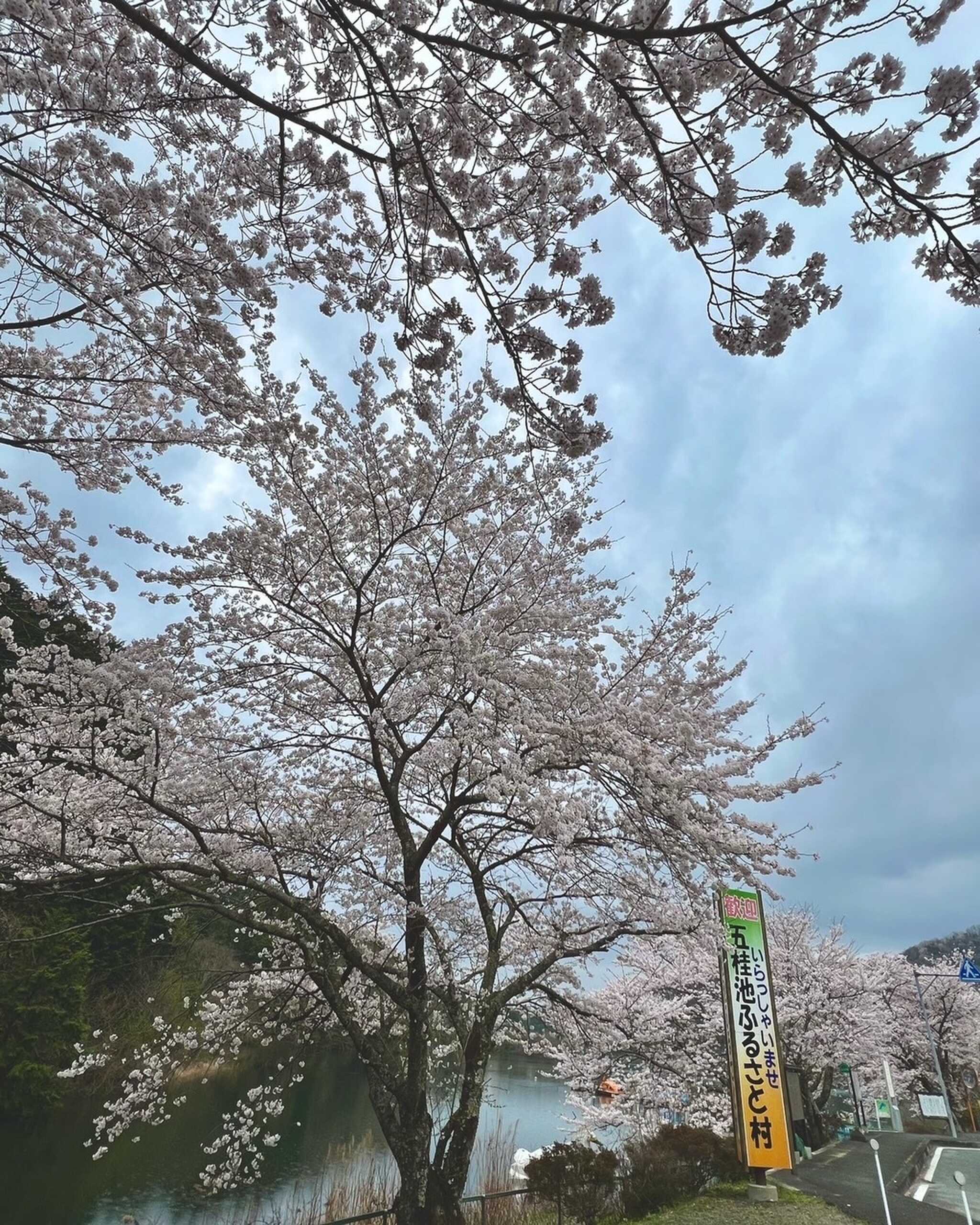 五桂池周辺の桜が綺麗