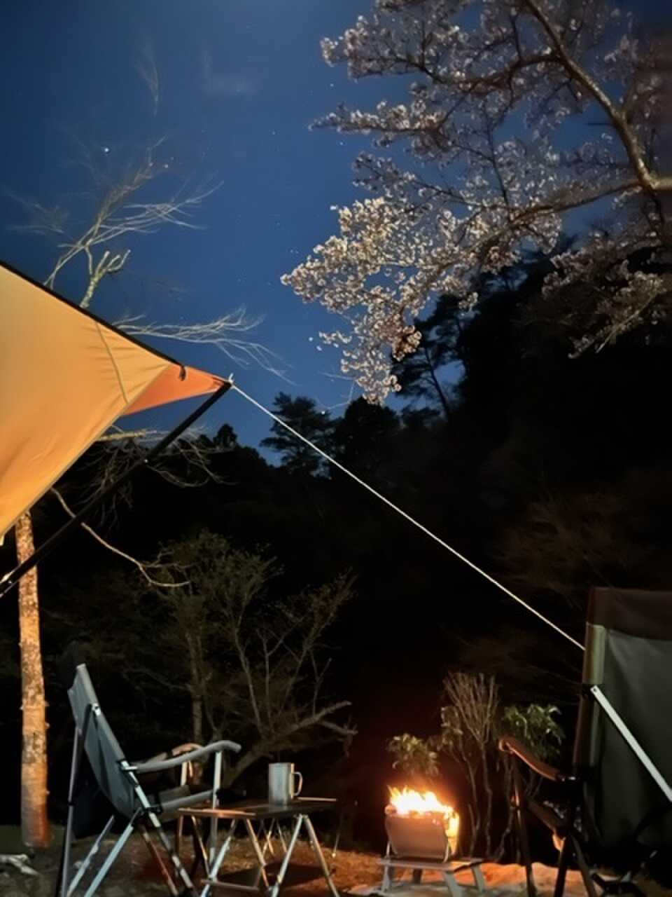 焚火、桜、星空