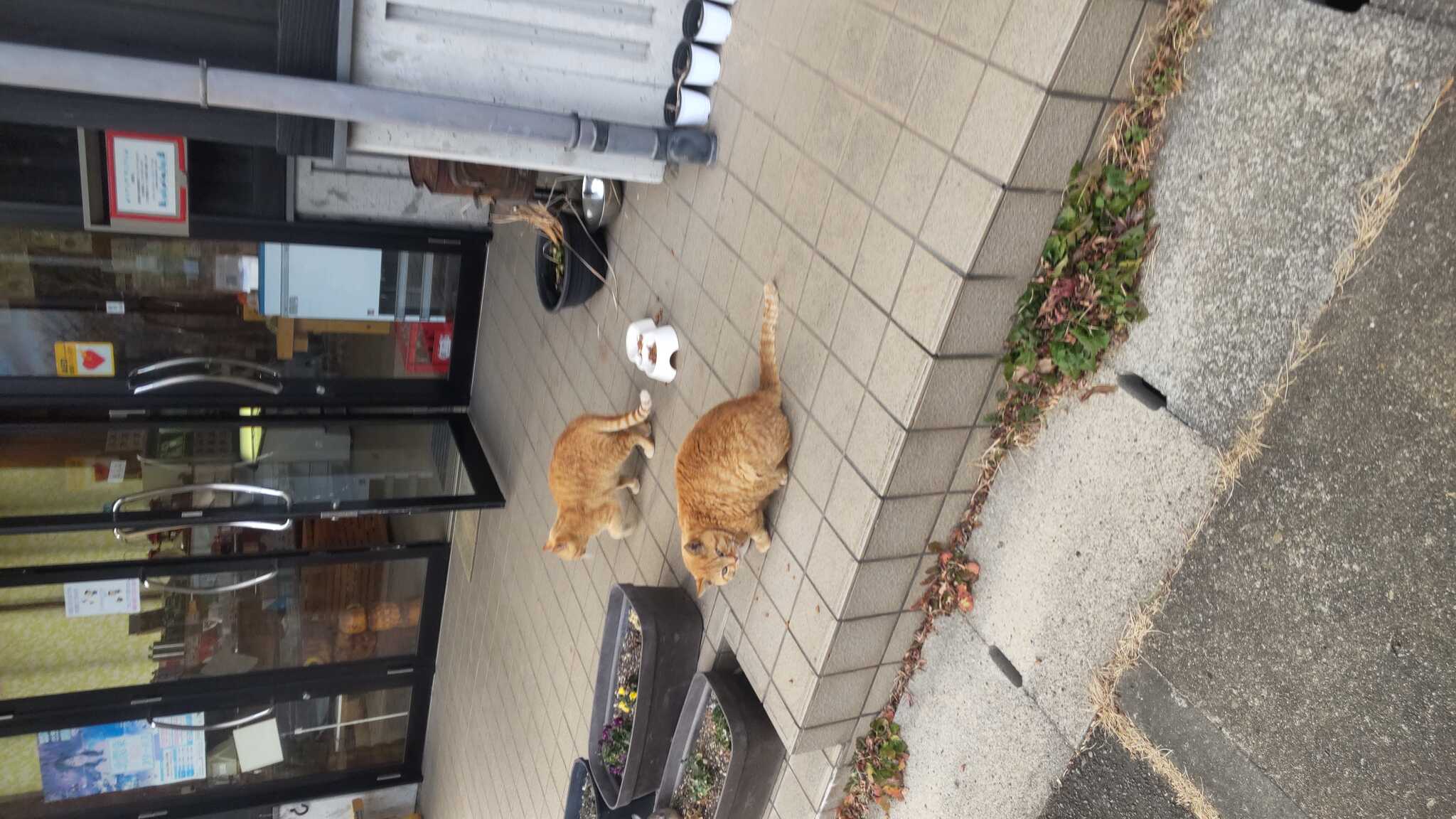 施設猫
