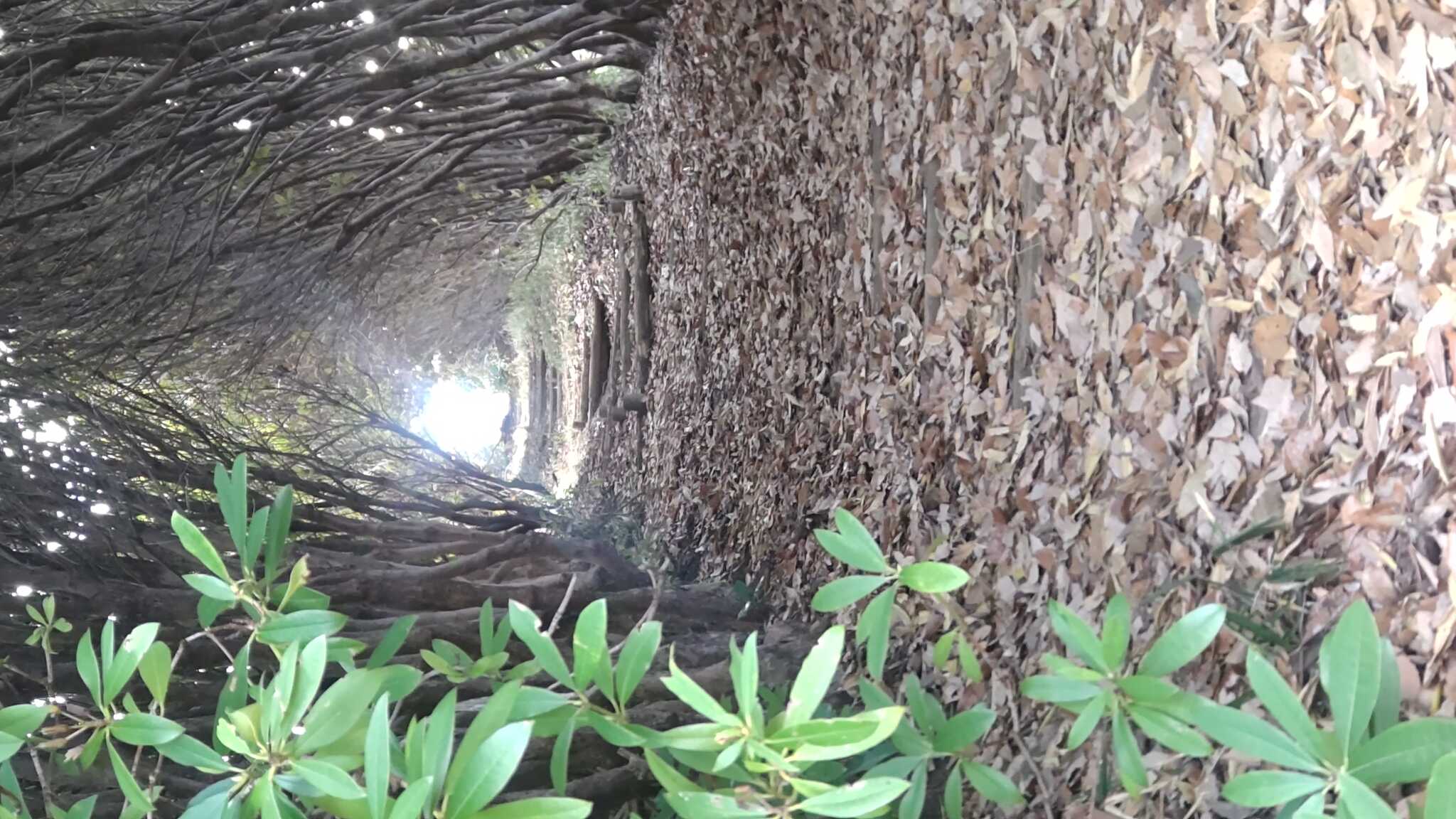 隣のトトロみたいな木のトンネル