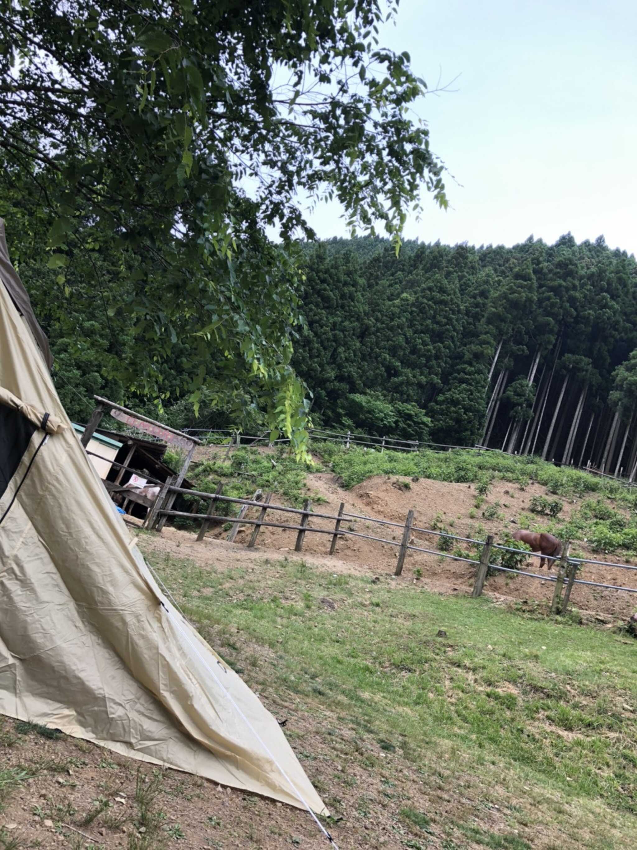 お馬さんの近くで泊まれました