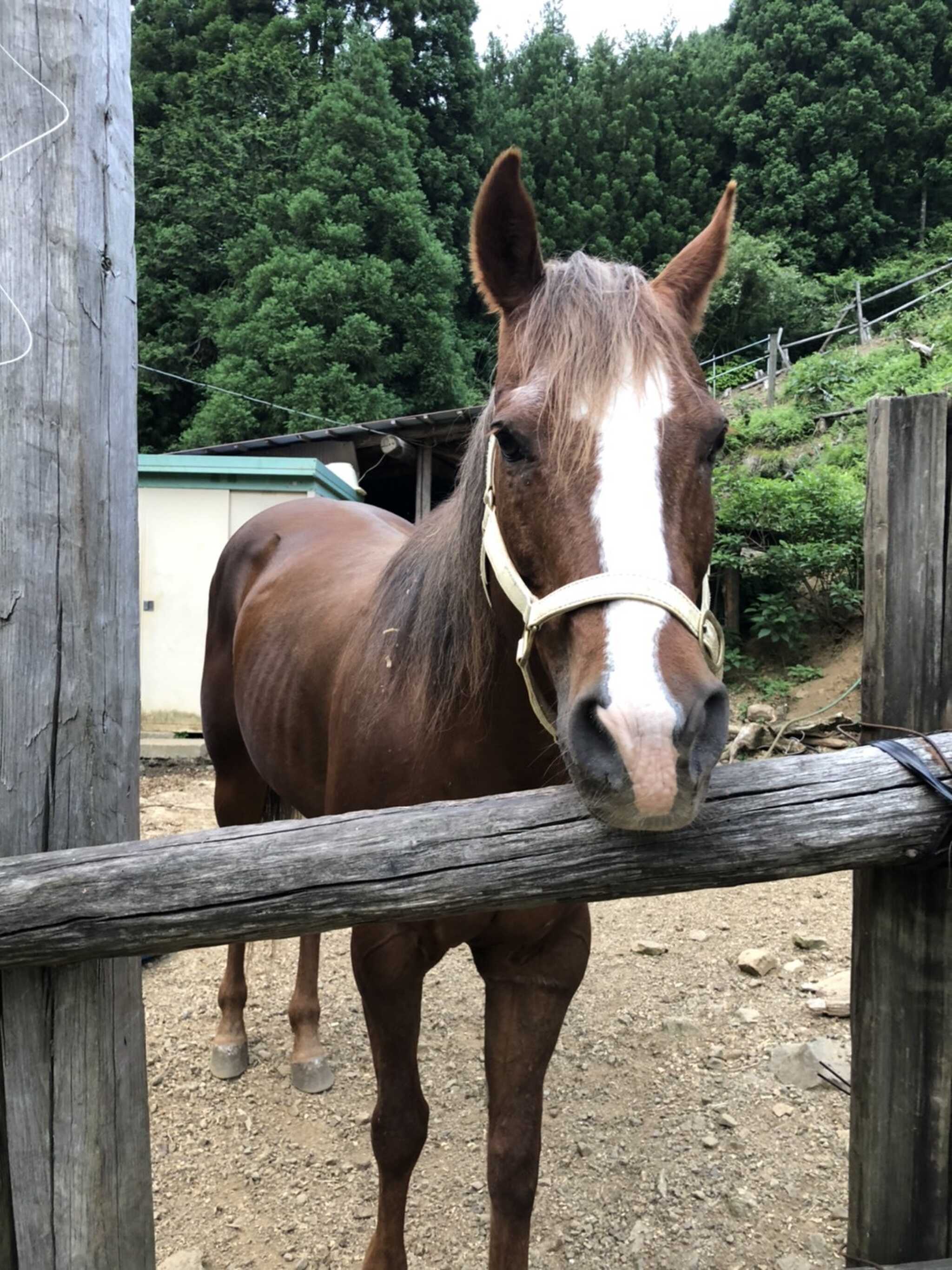お馬さん、二頭います。人懐っこくて、触らせてくれます。