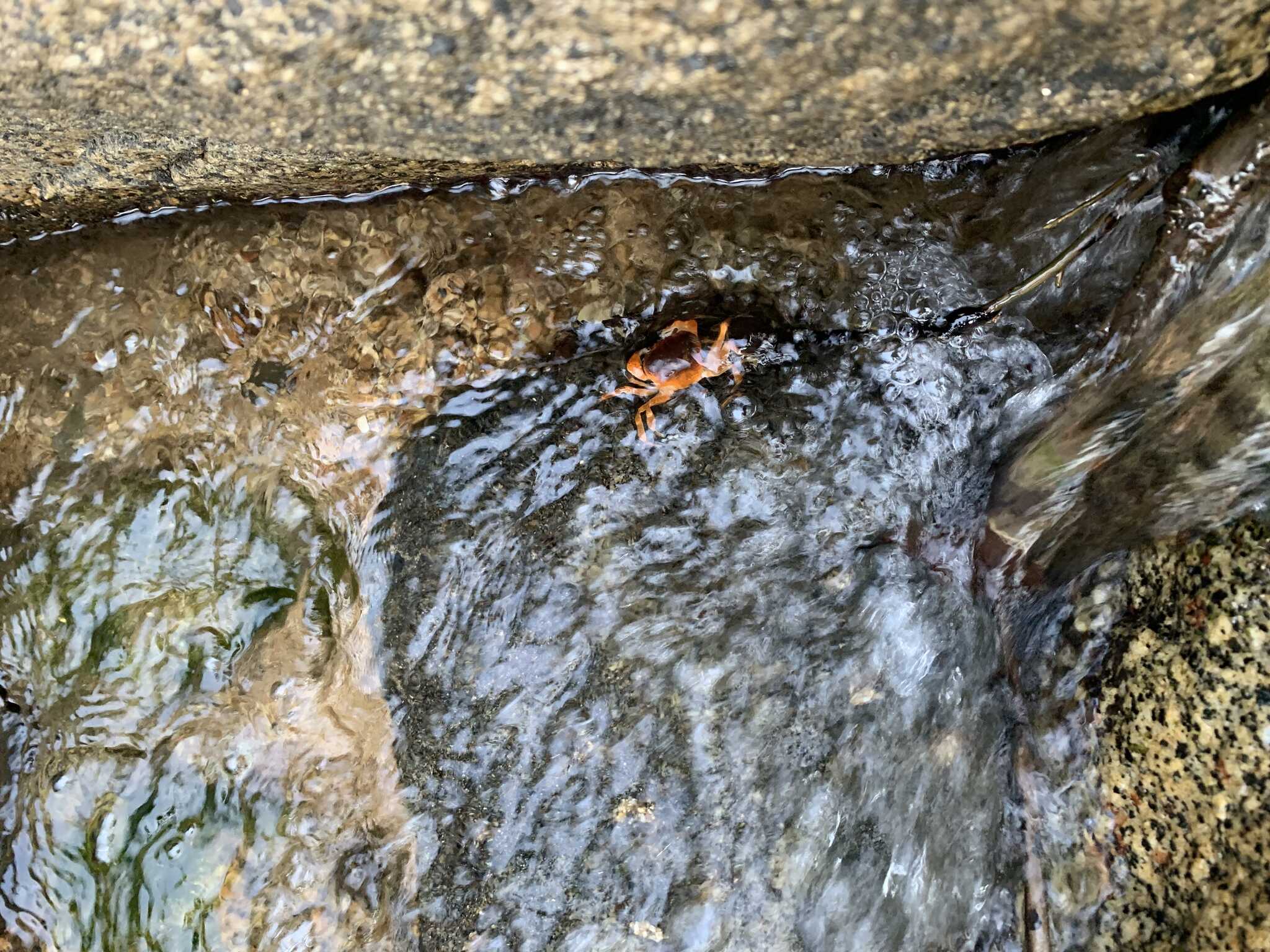 サワガニが沢山!