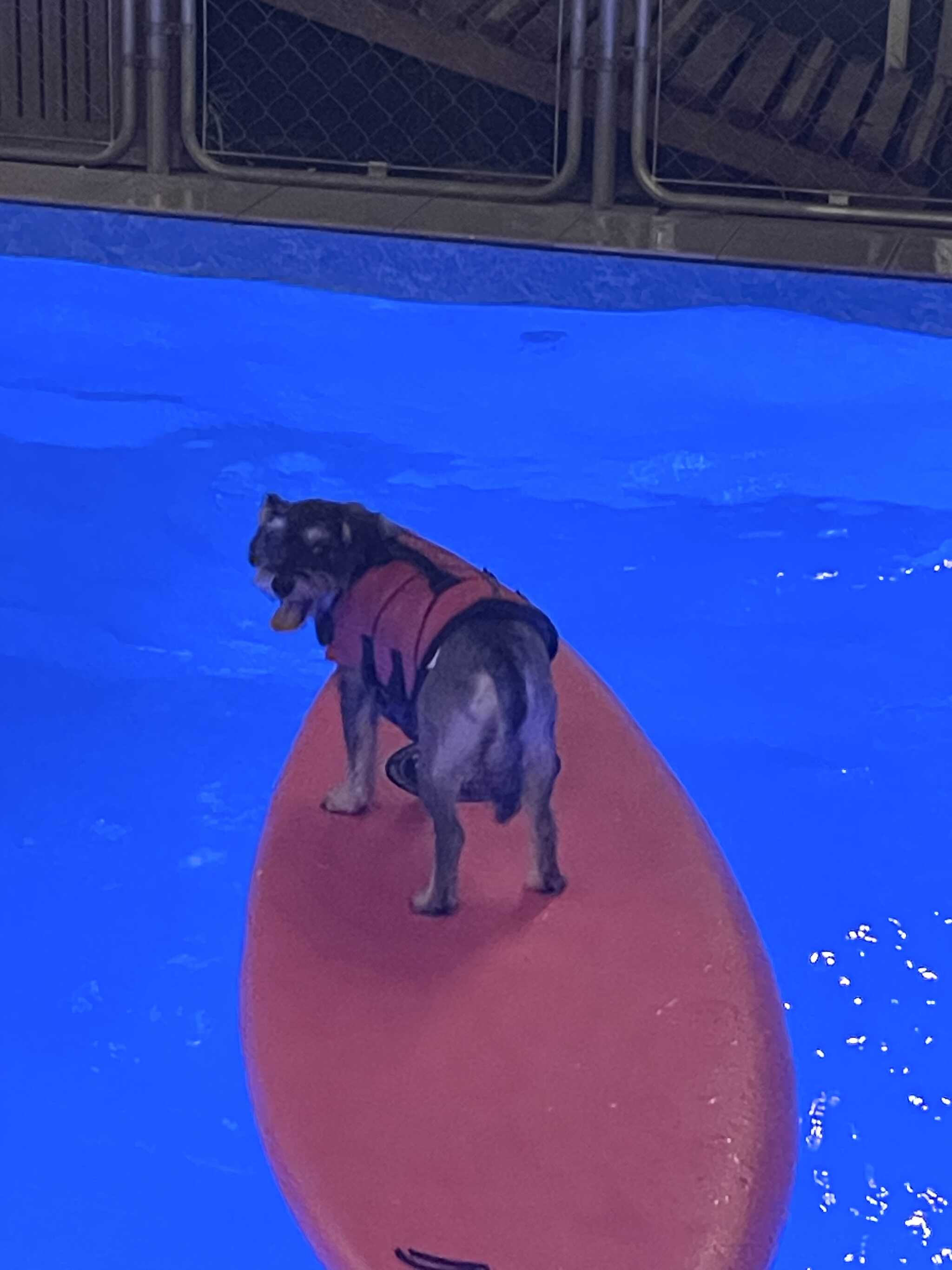 ナイトプール