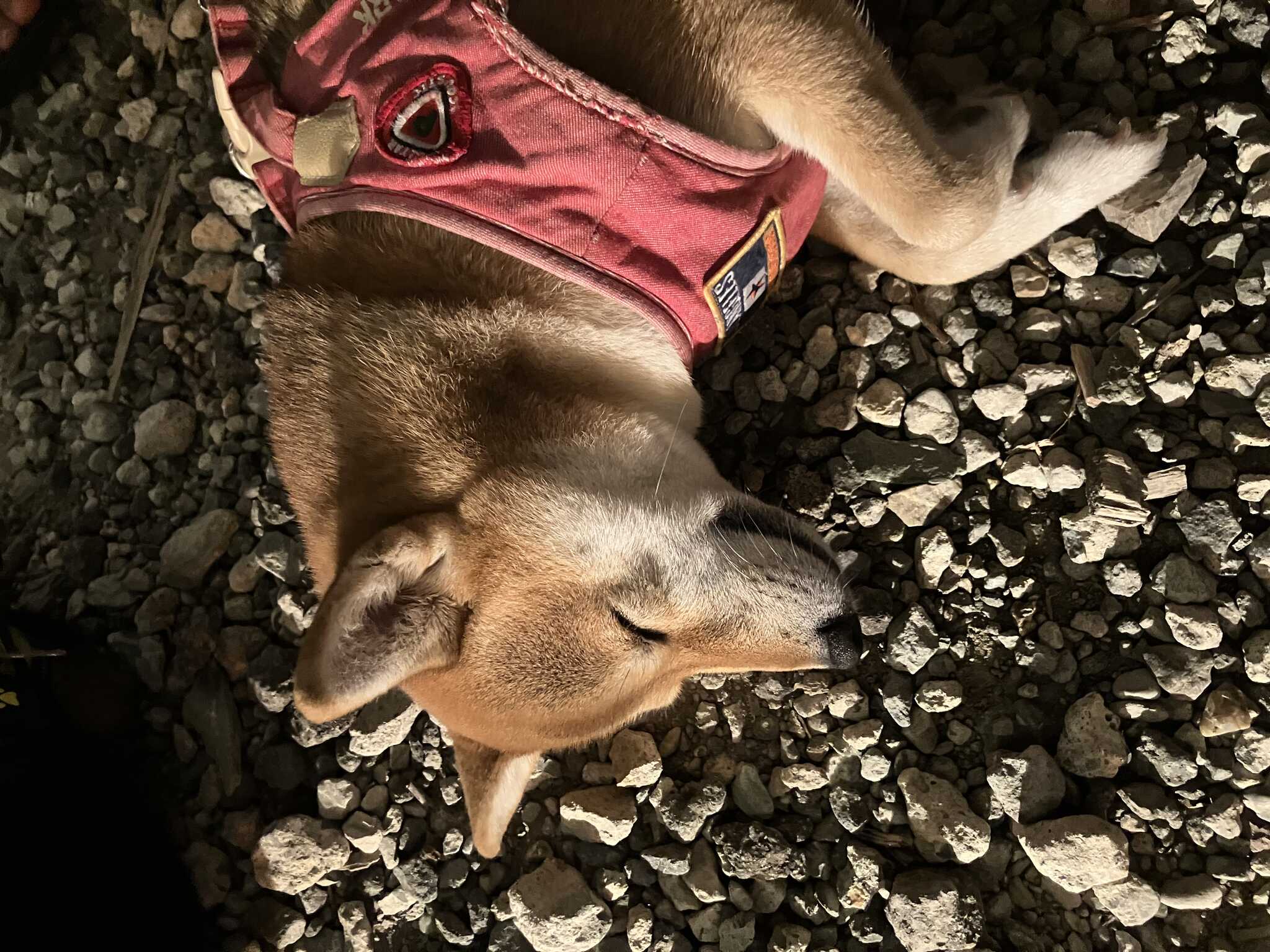 BARに連れて来られて寝てるお犬