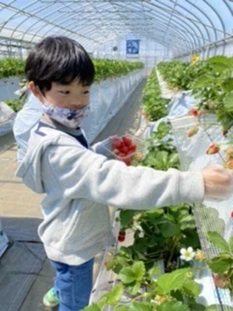 いちご狩り②