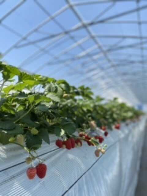 いちご狩り③