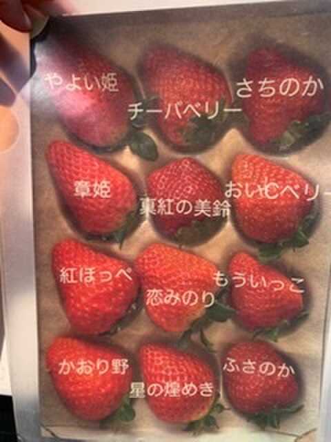 いちご狩り品種
