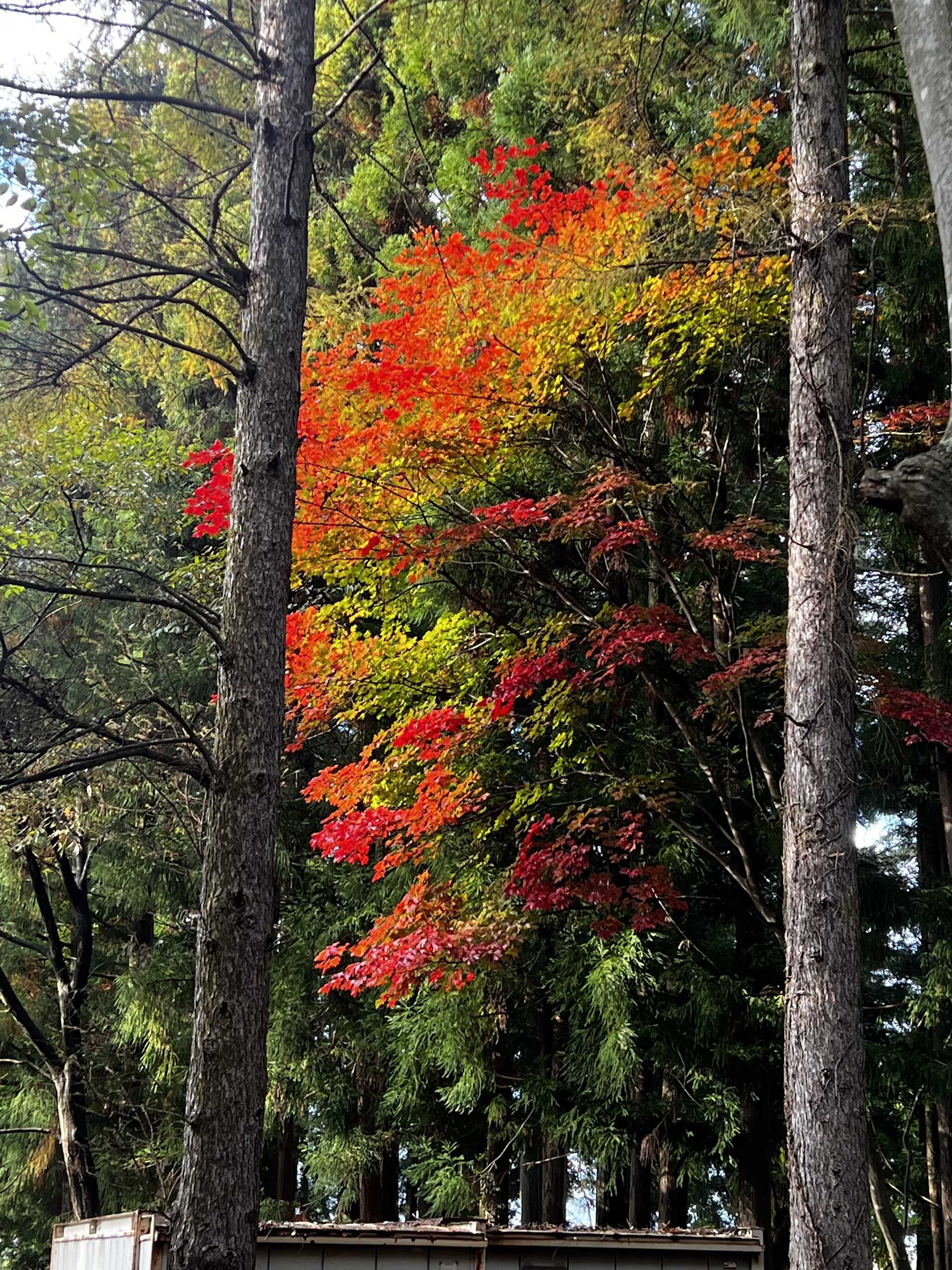 紅葉が綺麗でした