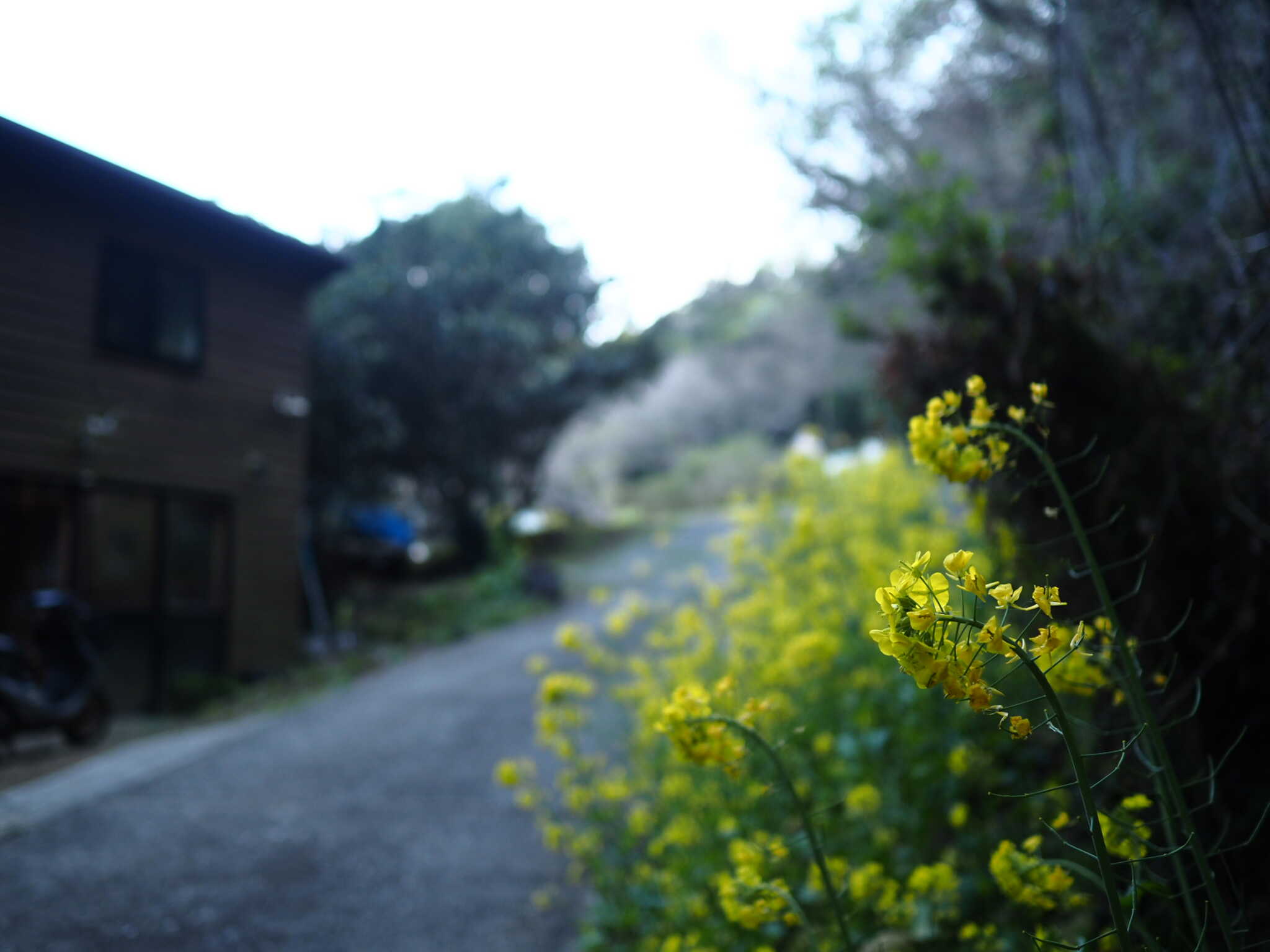 管理棟前ので道