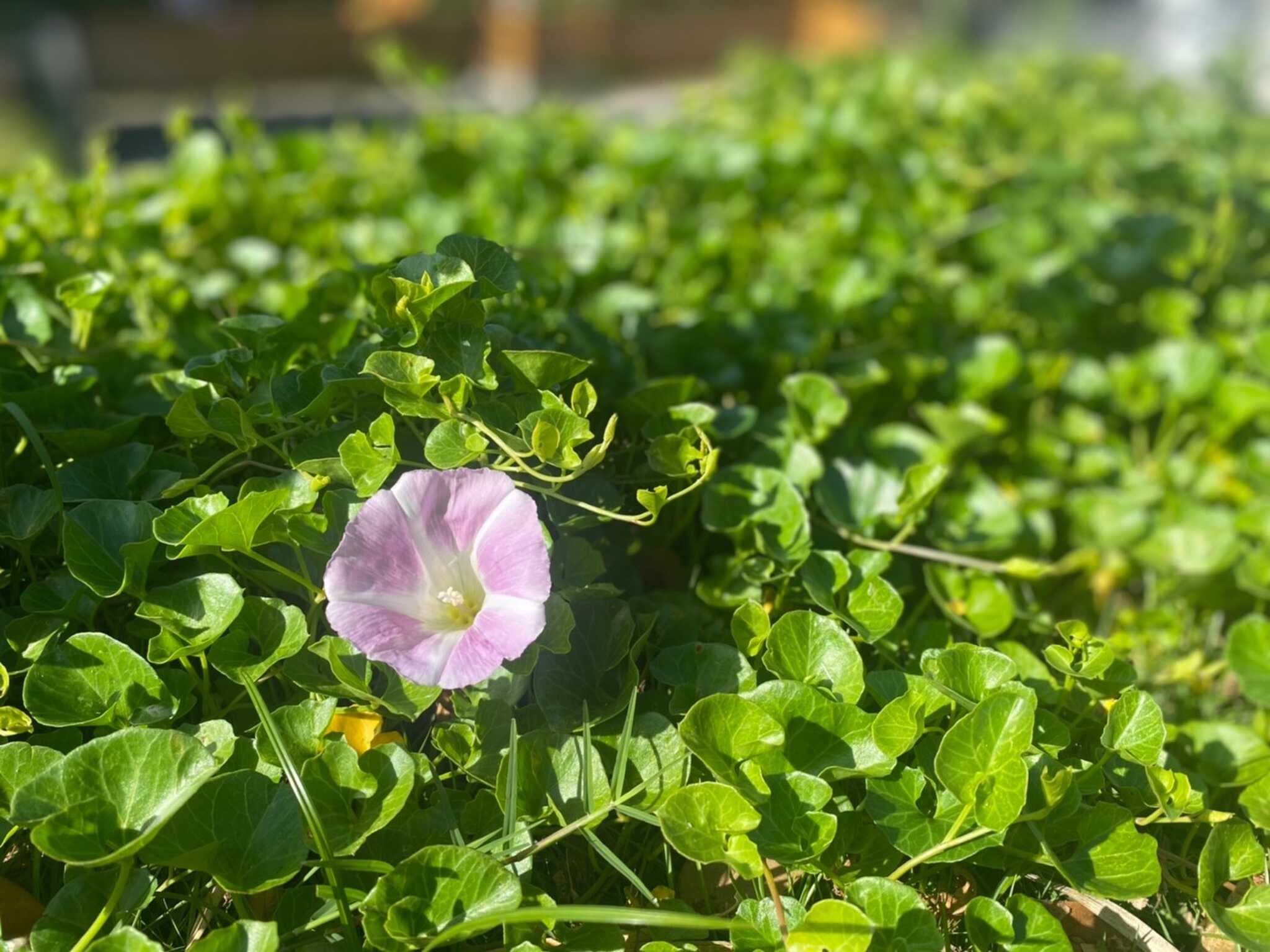 施設内の花