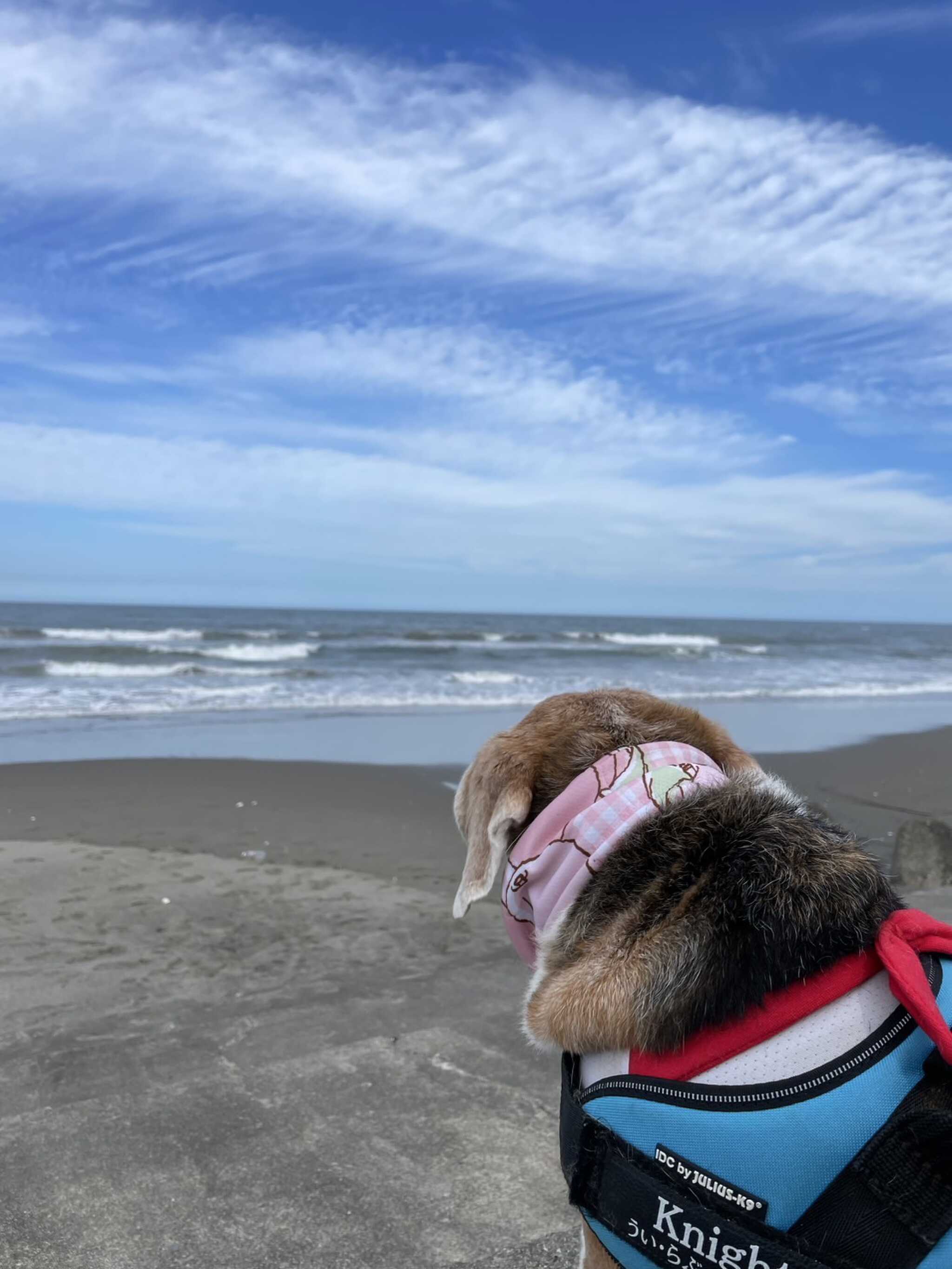 海まで散歩