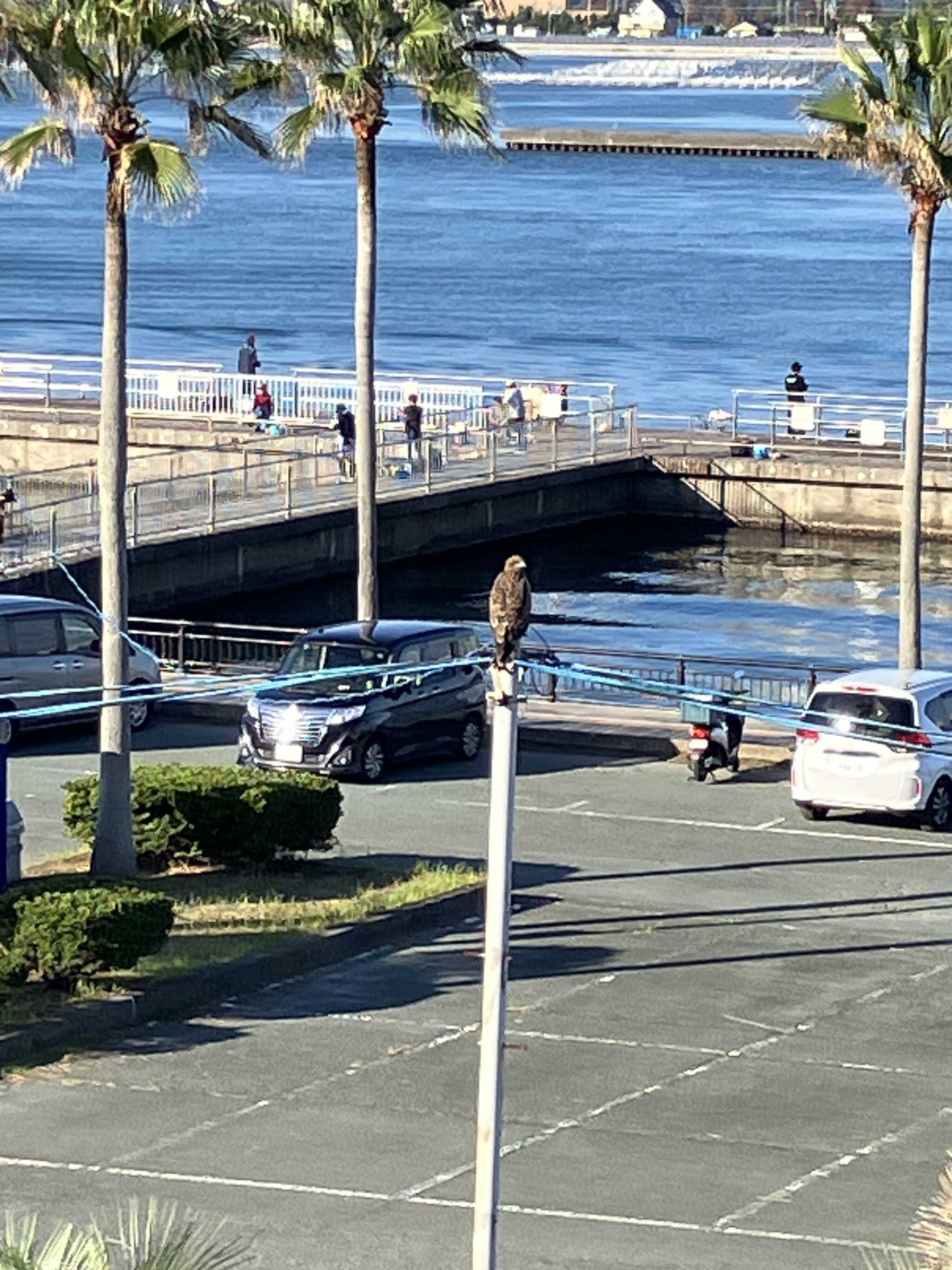 近くの海釣り公園とトンビ