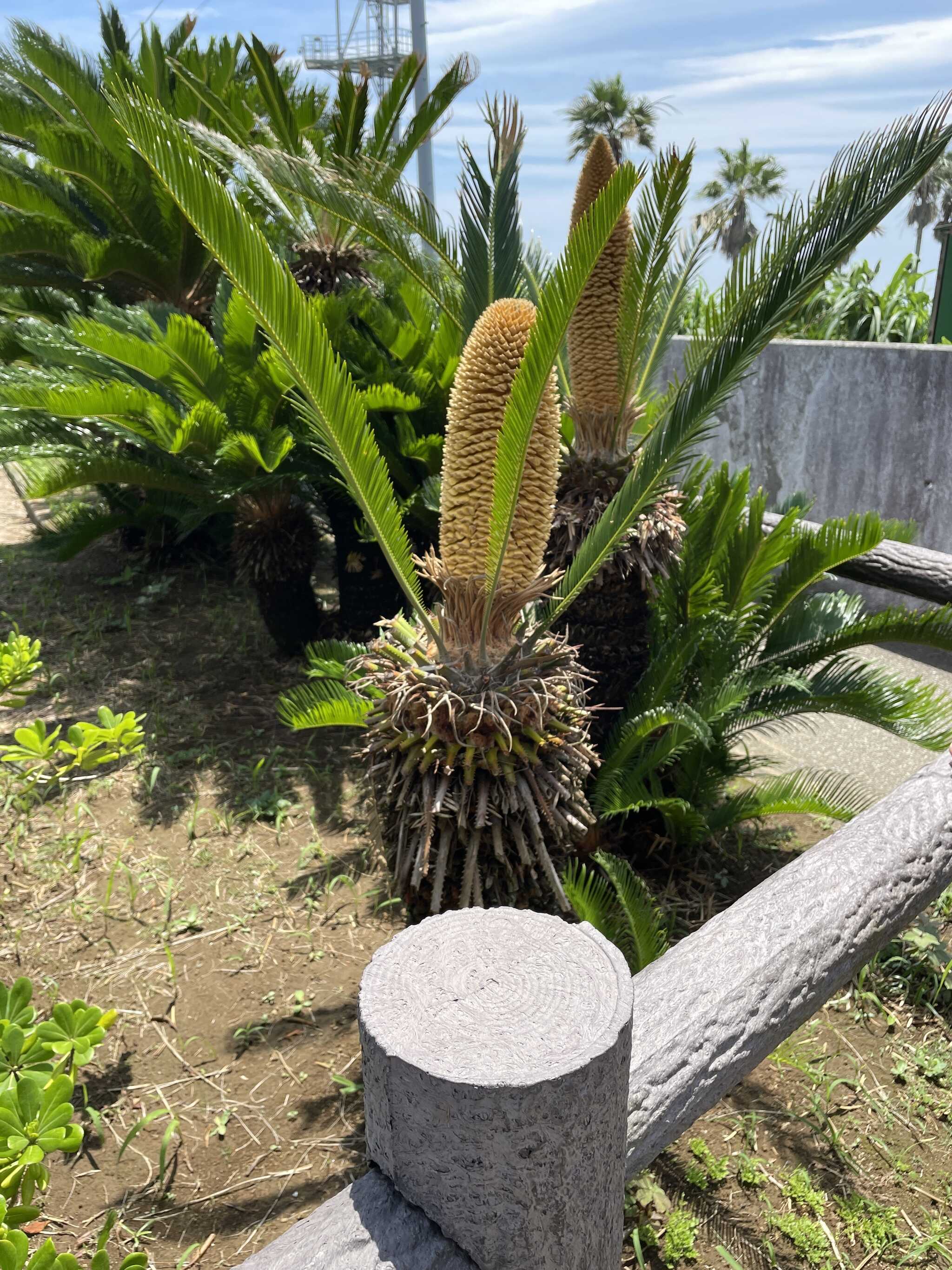 めずらし植物。
