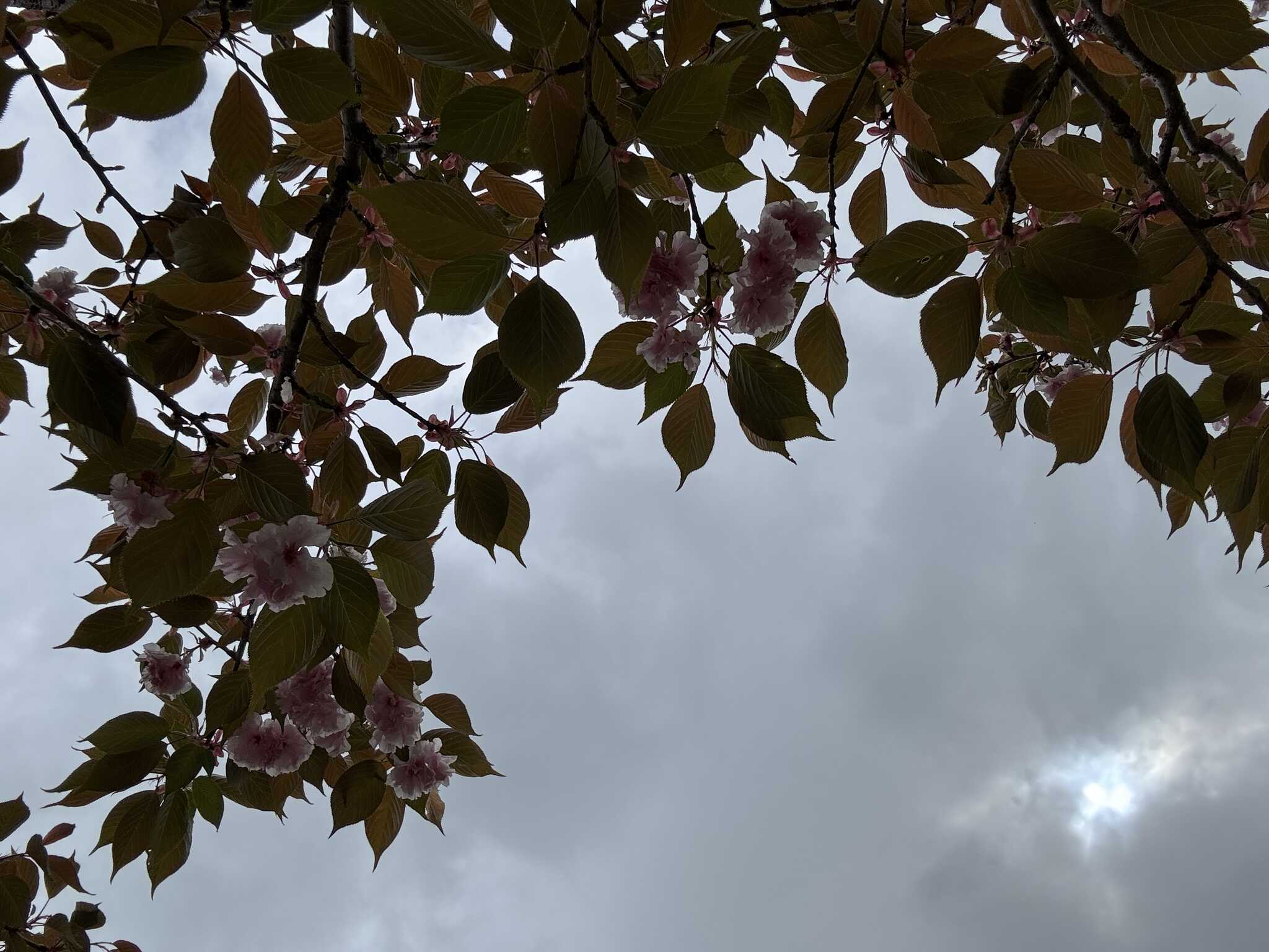 桜