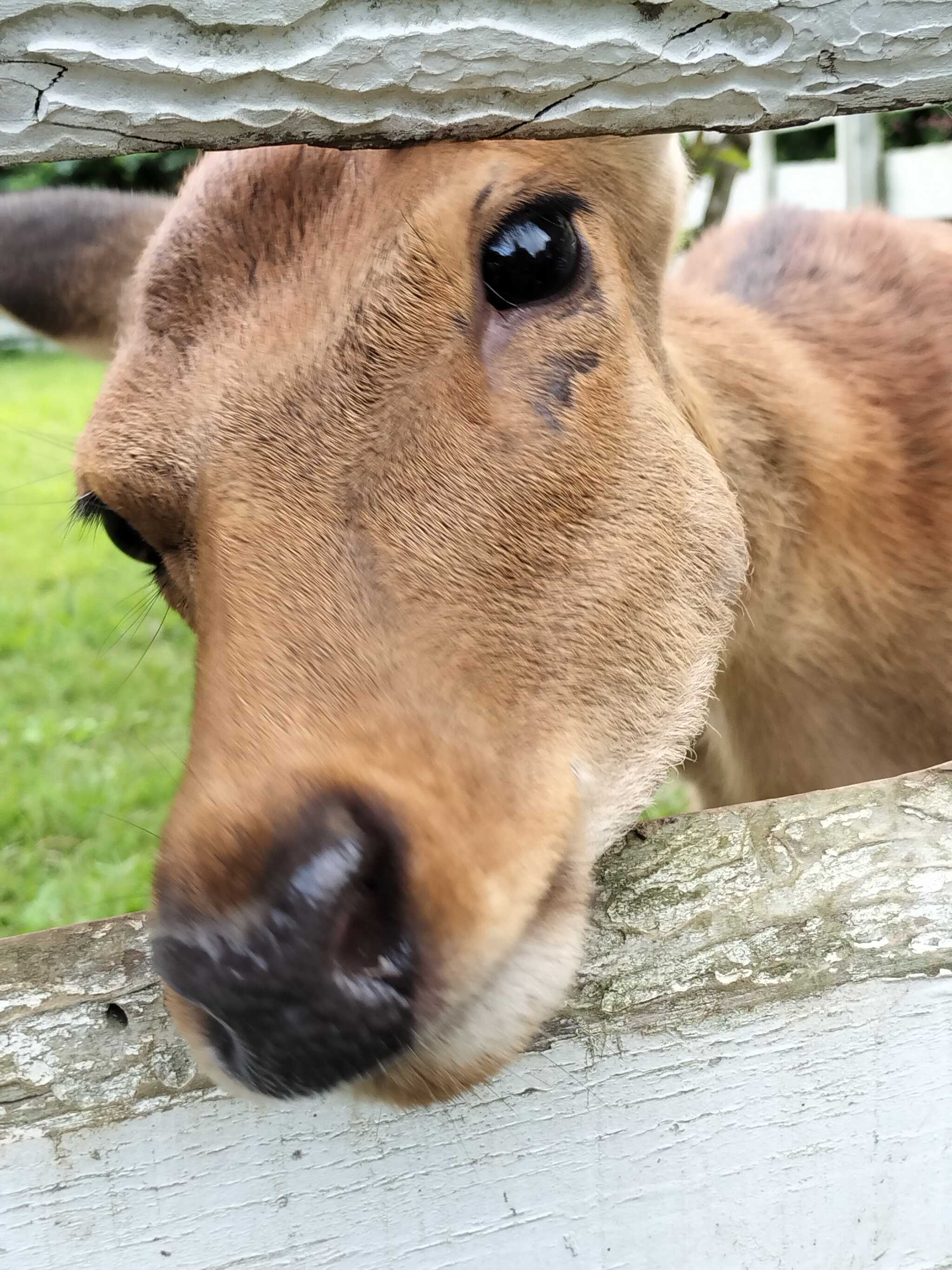 鹿さんも遊びに来てくれました!